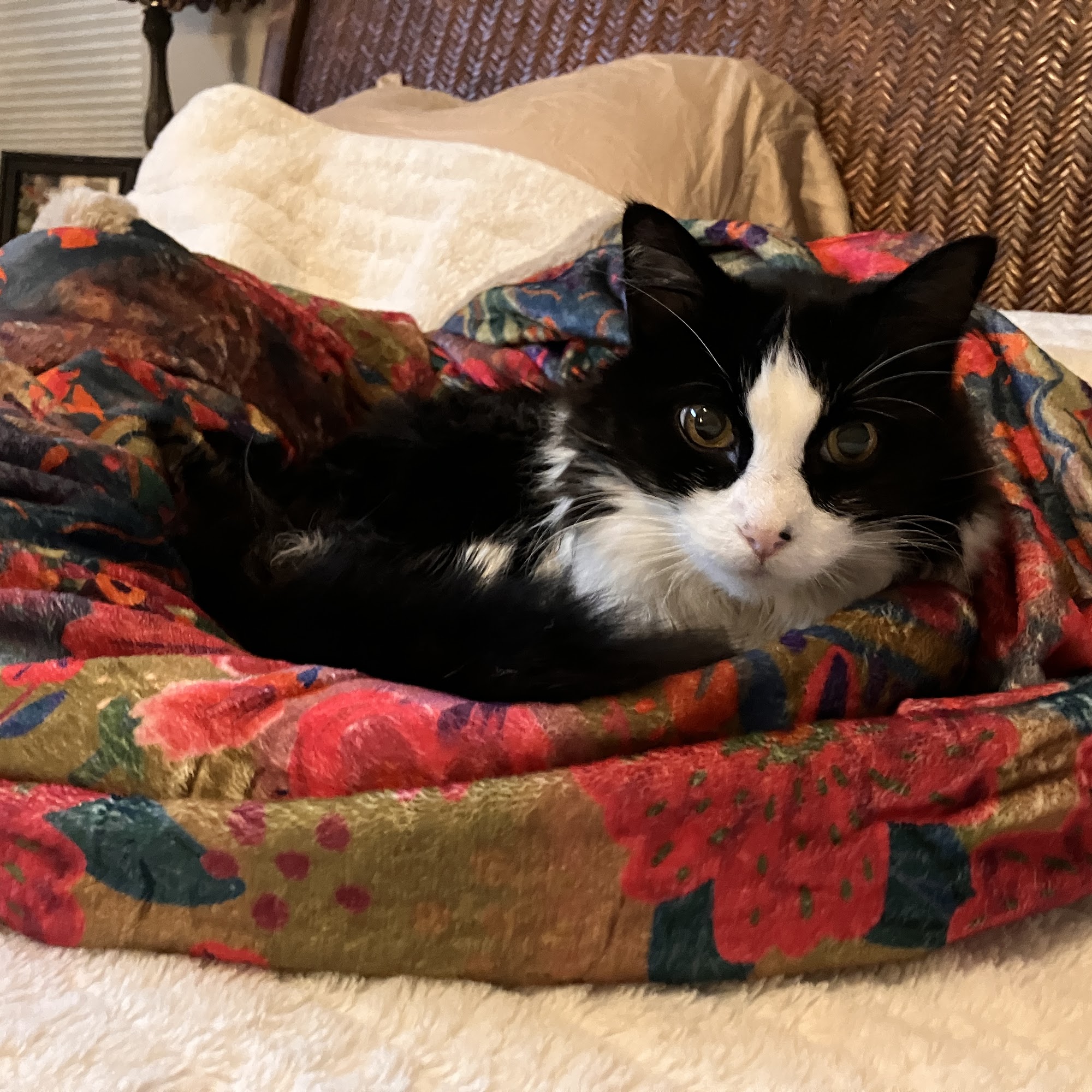 Riverview Animal Hospital Durango