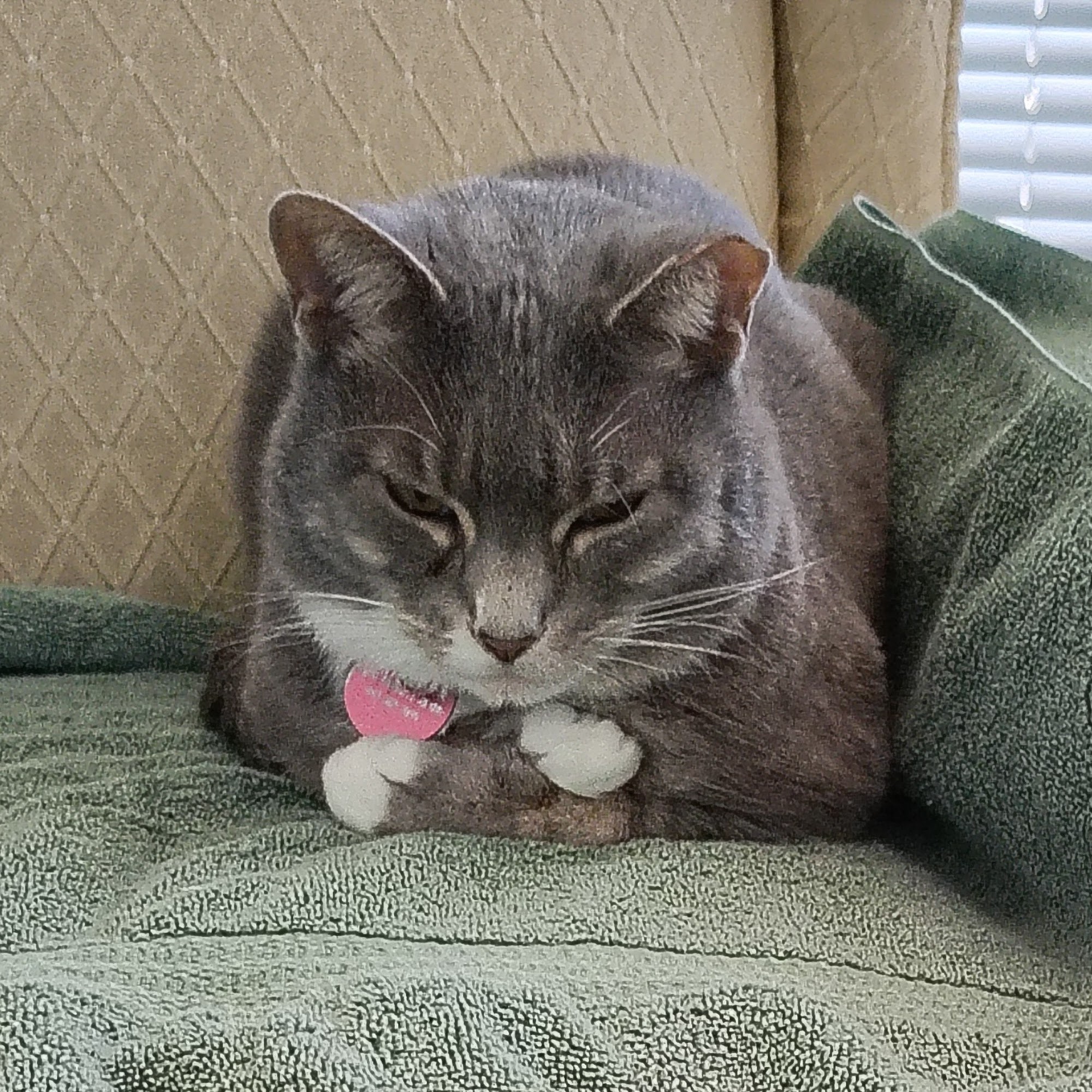 Aspen Tree Animal Care Durango