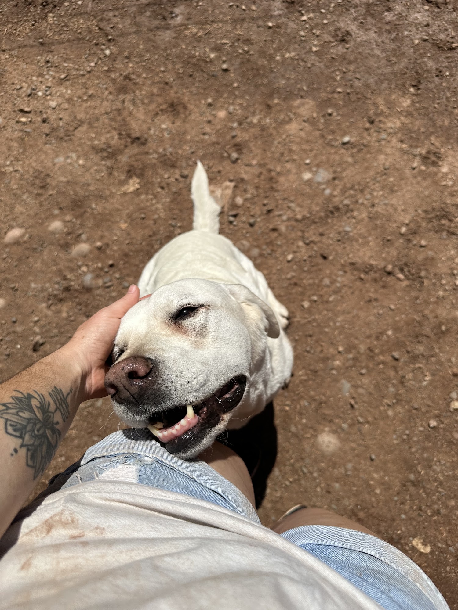 Willow Tree Kennels Durango