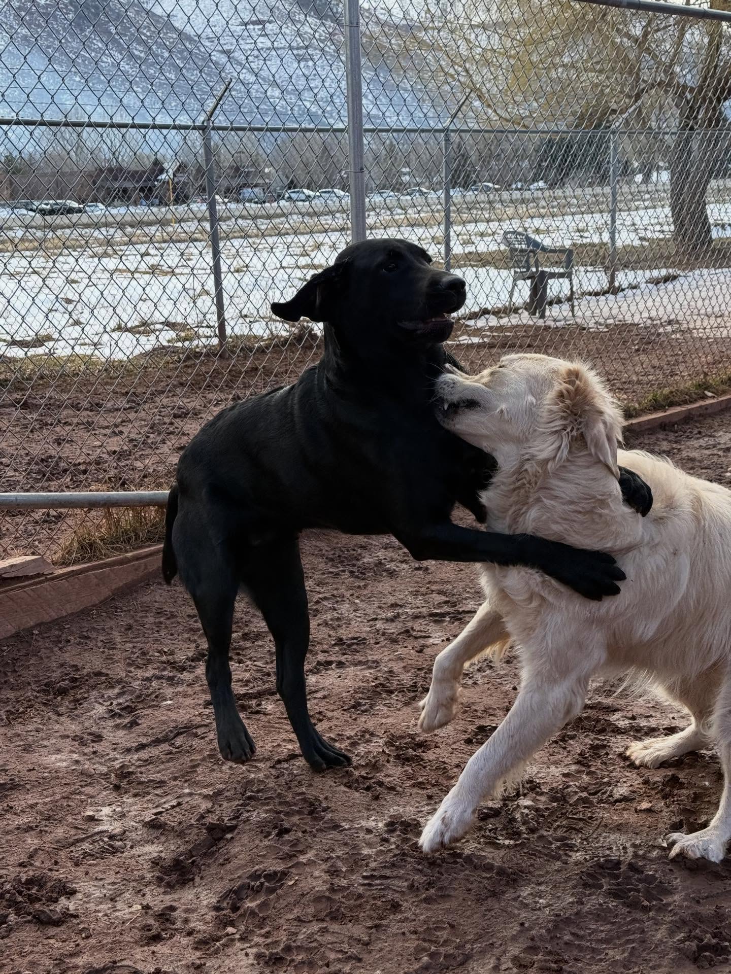 Willow Tree Kennels Durango