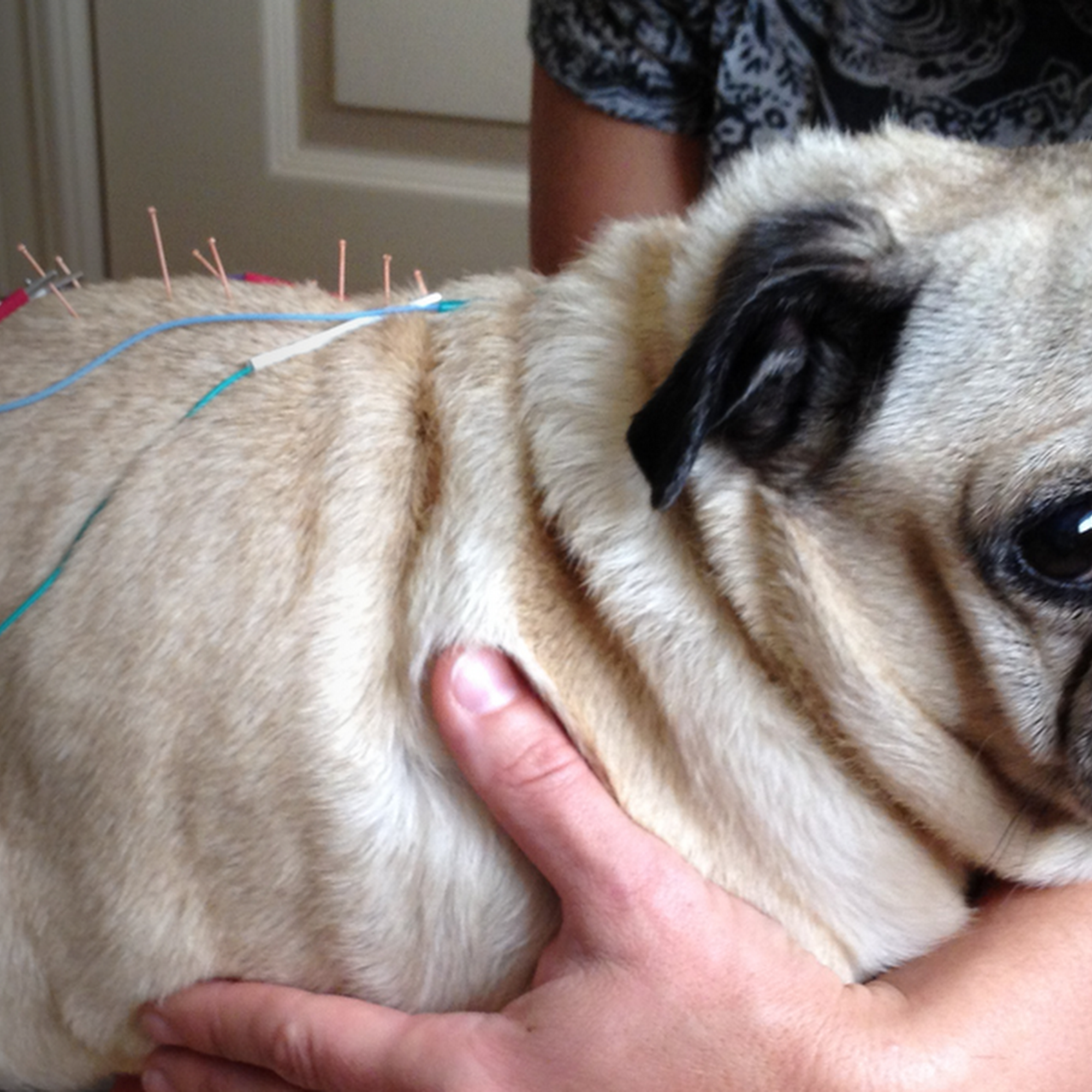 Animas Animals Durango