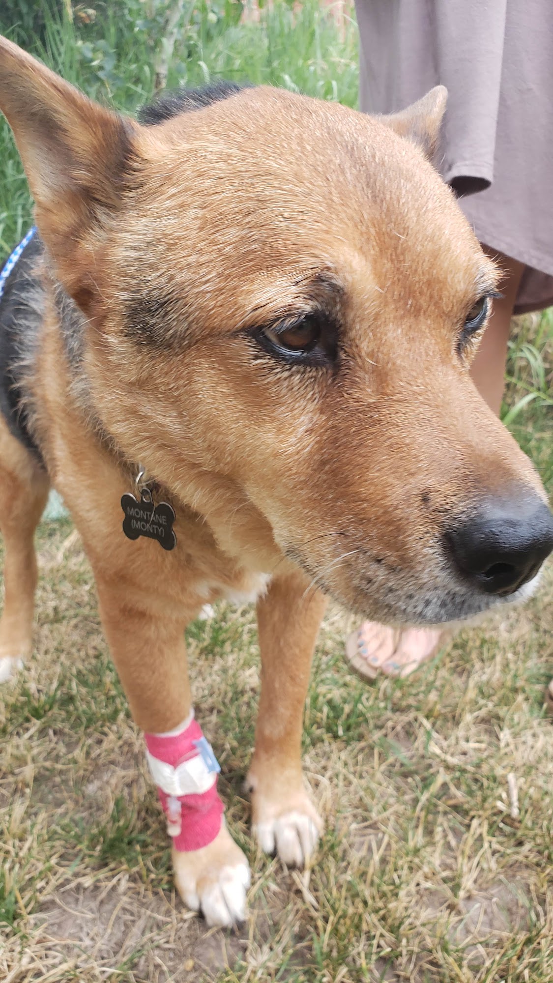 Castle Peak Veterinary Service Eagle