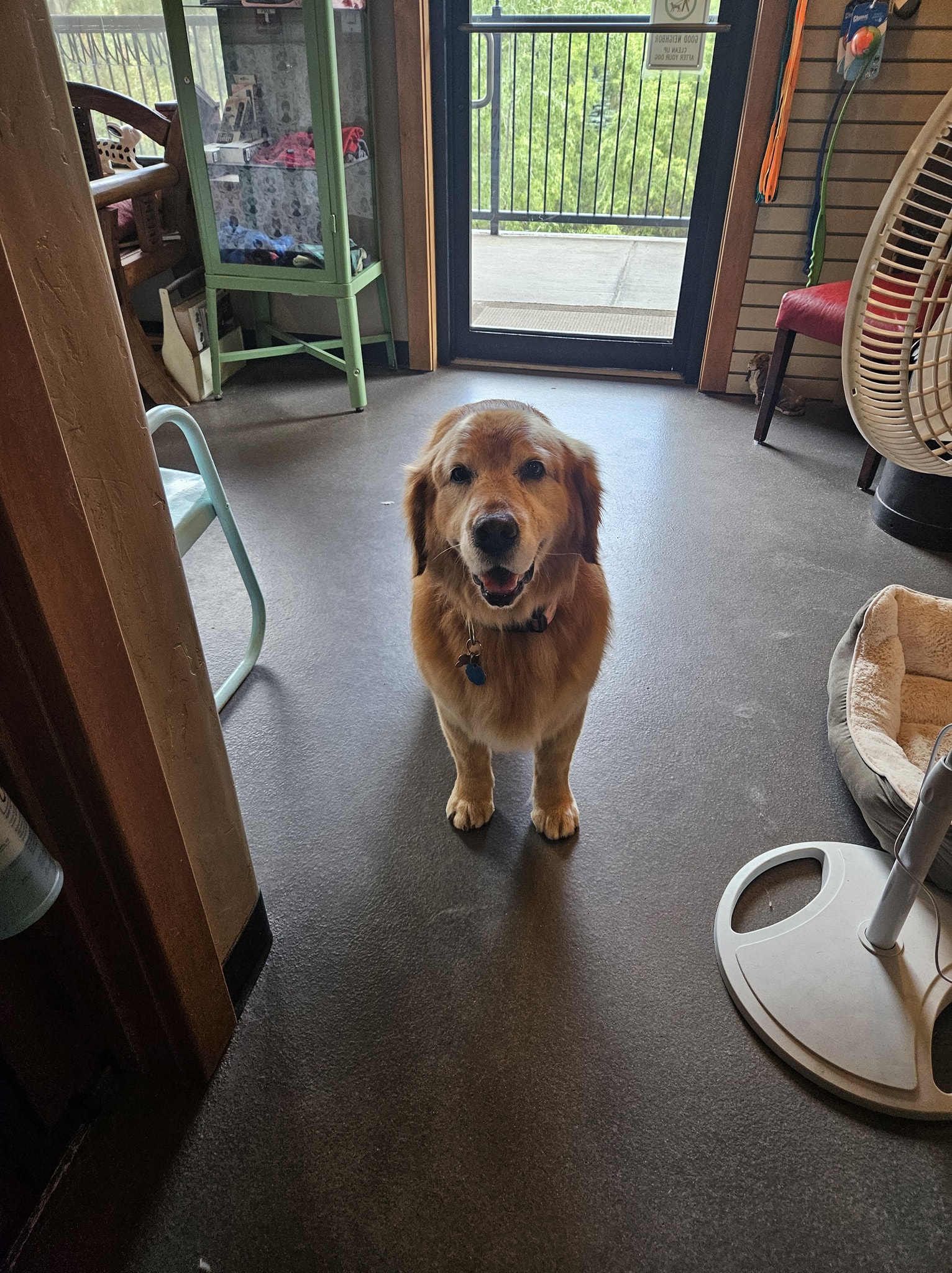 Doggie Style Pet Grooming Edwards