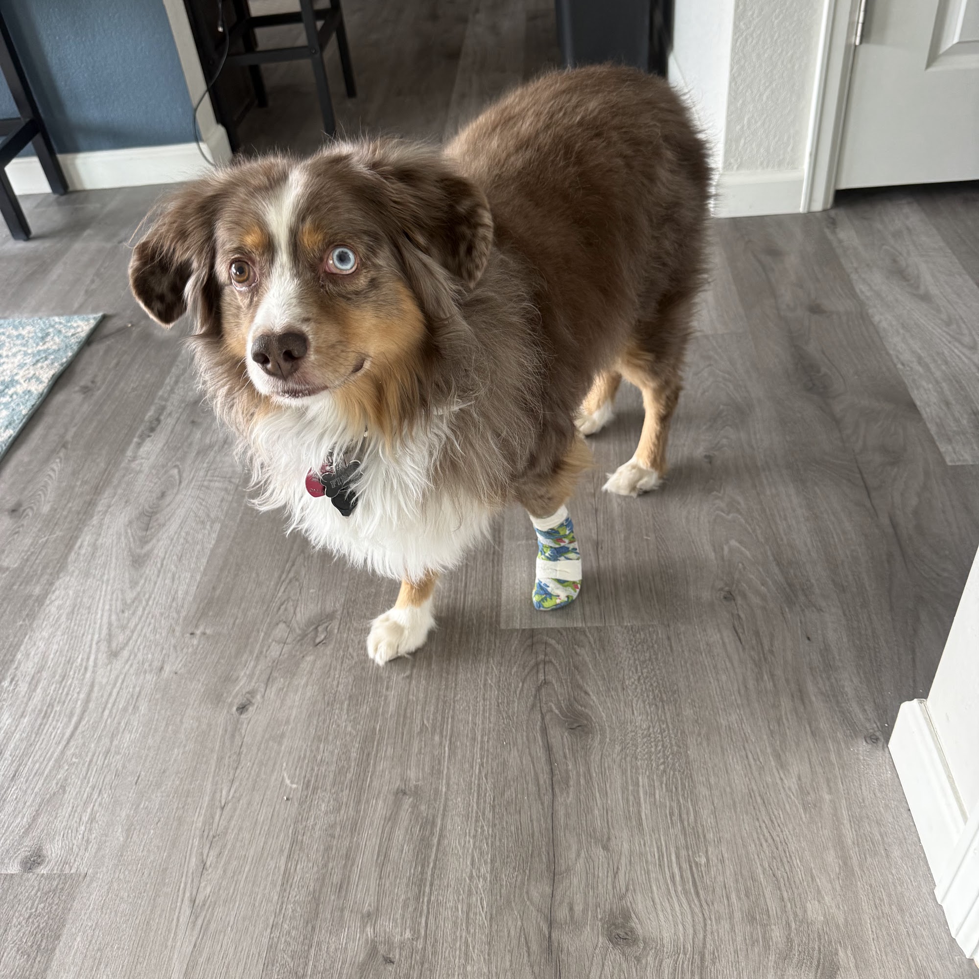 Dusty Plains Veterinary Elizabeth