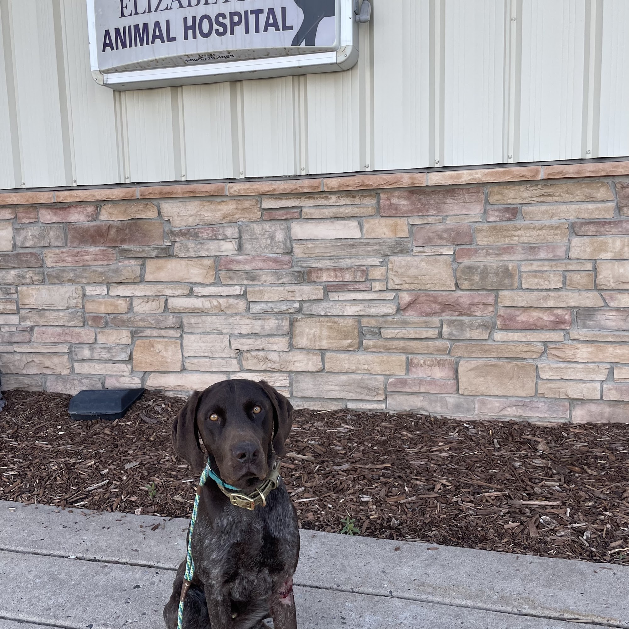 Elizabeth Animal Hospital Elizabeth