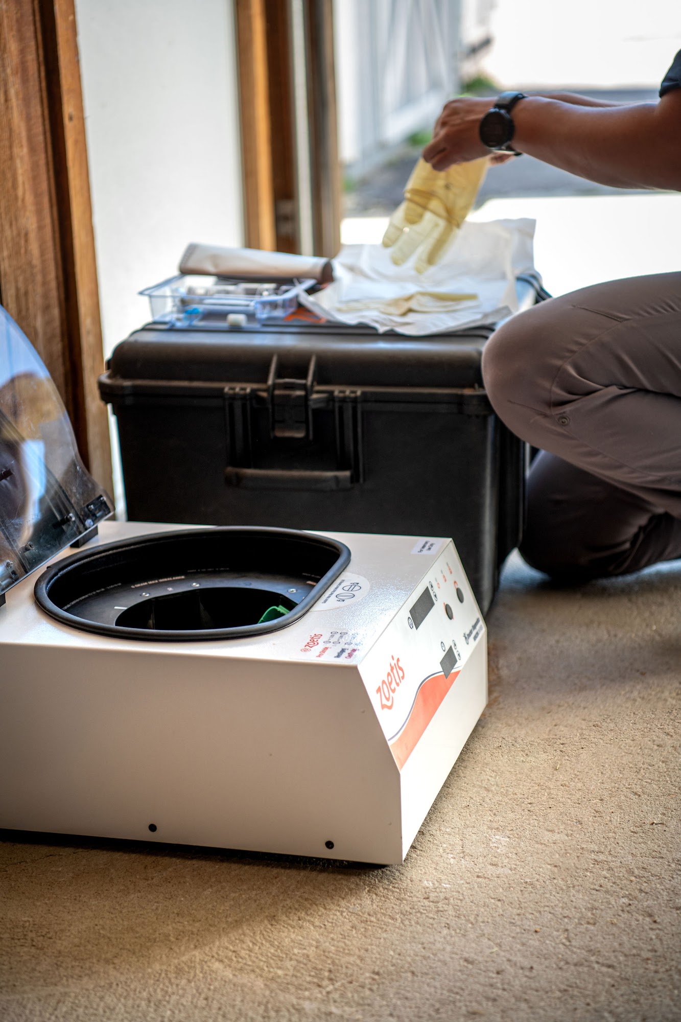 Iron Horse Equine Elizabeth