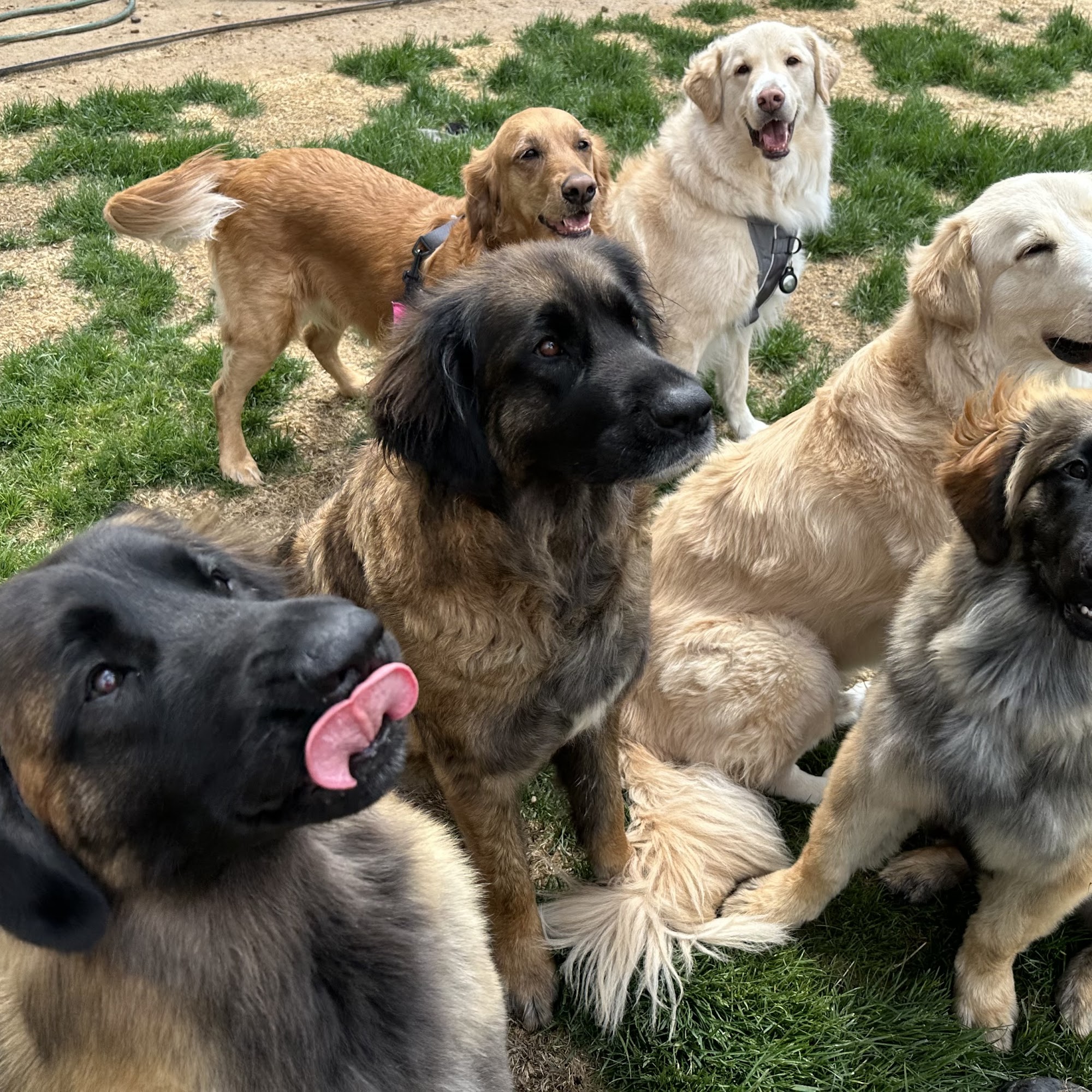 All Paws Veterinary Clinic Elizabeth