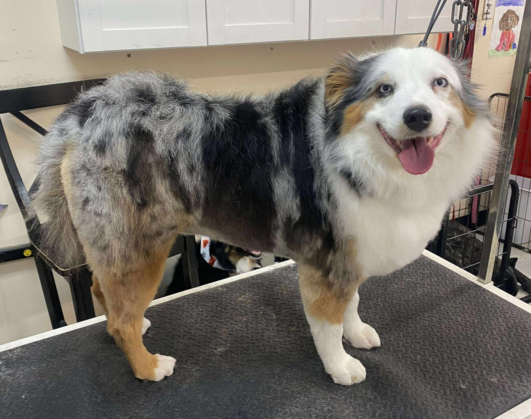 Gigi's Grooming Elizabeth