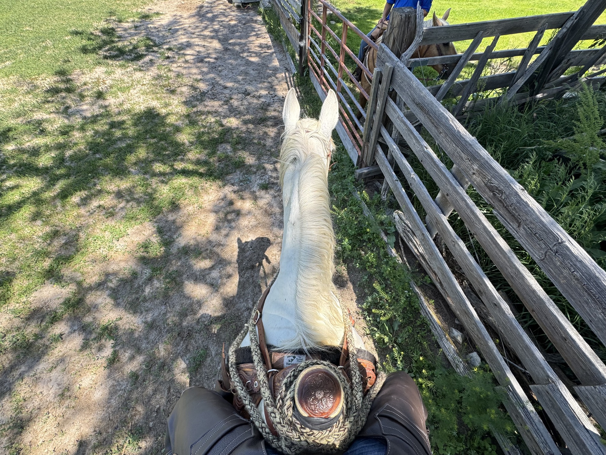 A Mobile Veterinarian: Pereira Stephen DVM