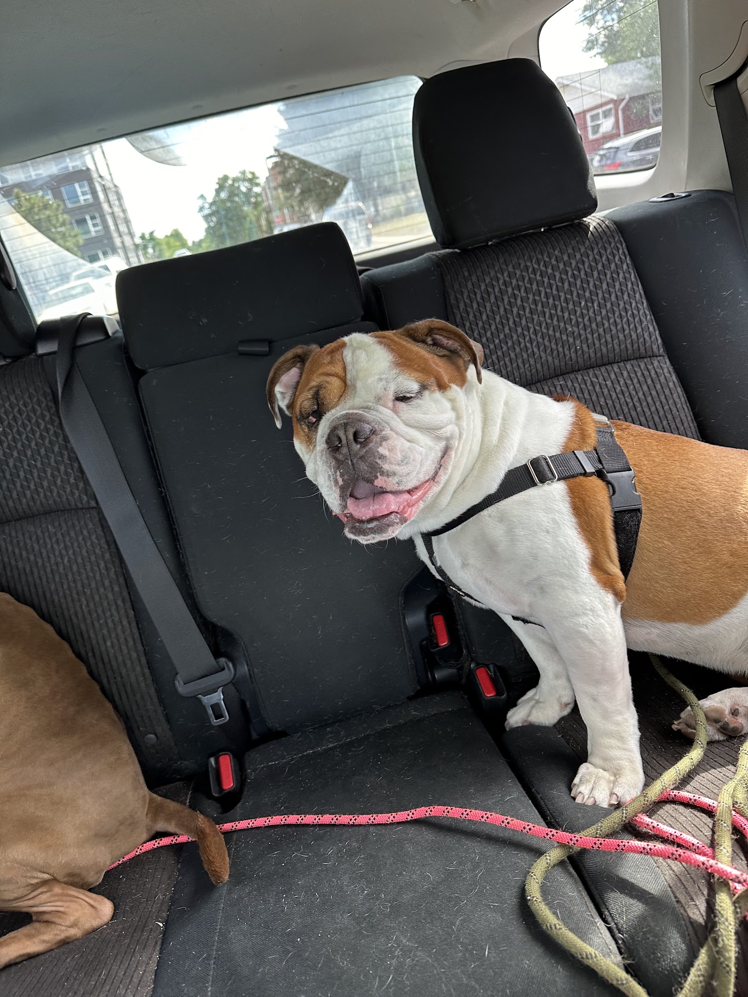 Ark's Pet Grooming Englewood