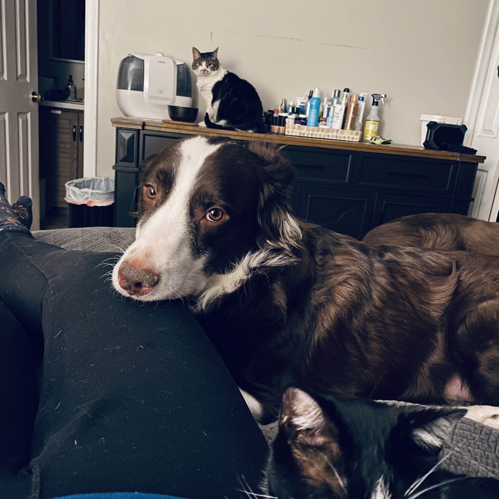 Cherrelyn Animal Hospital Englewood