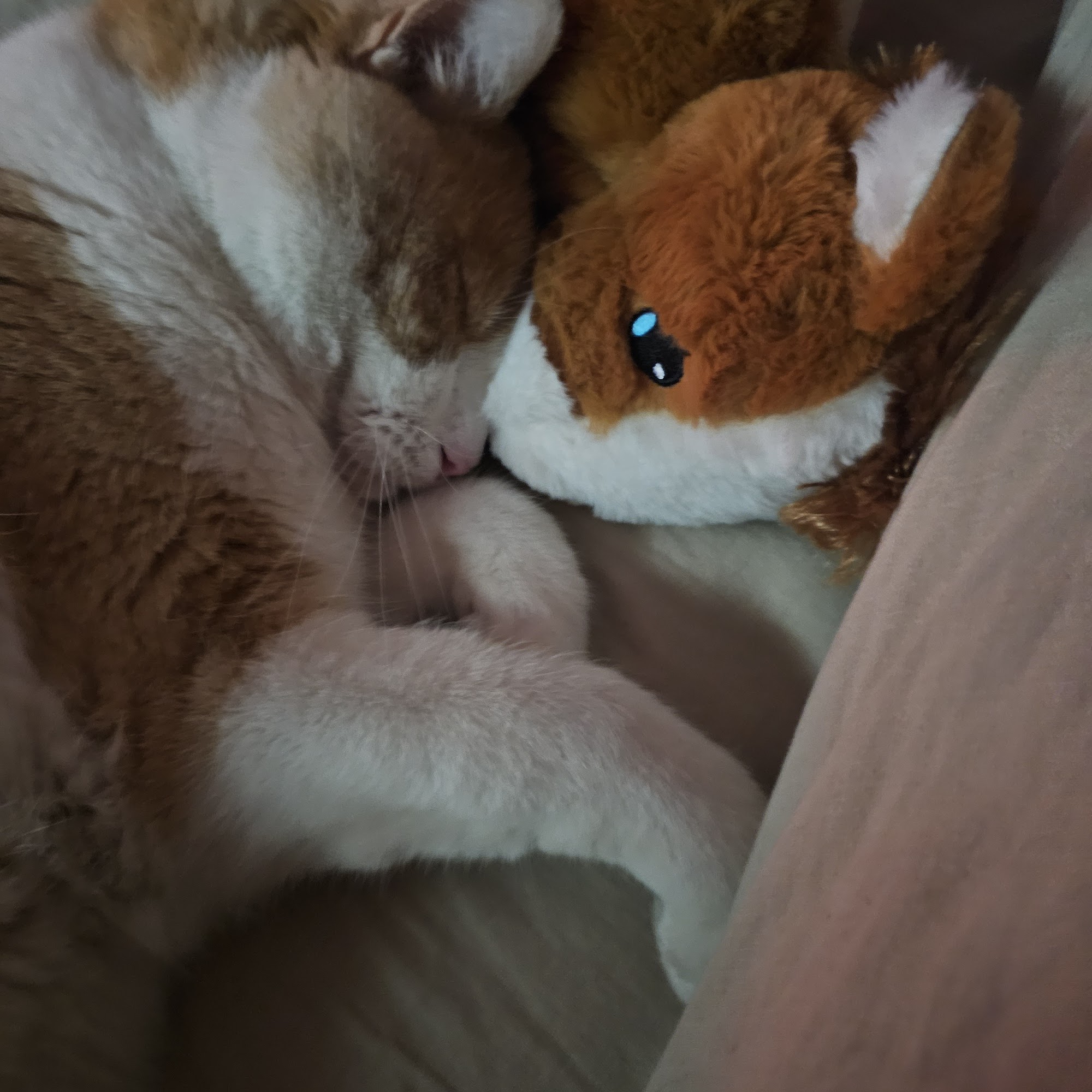 All Cat Clinic Englewood