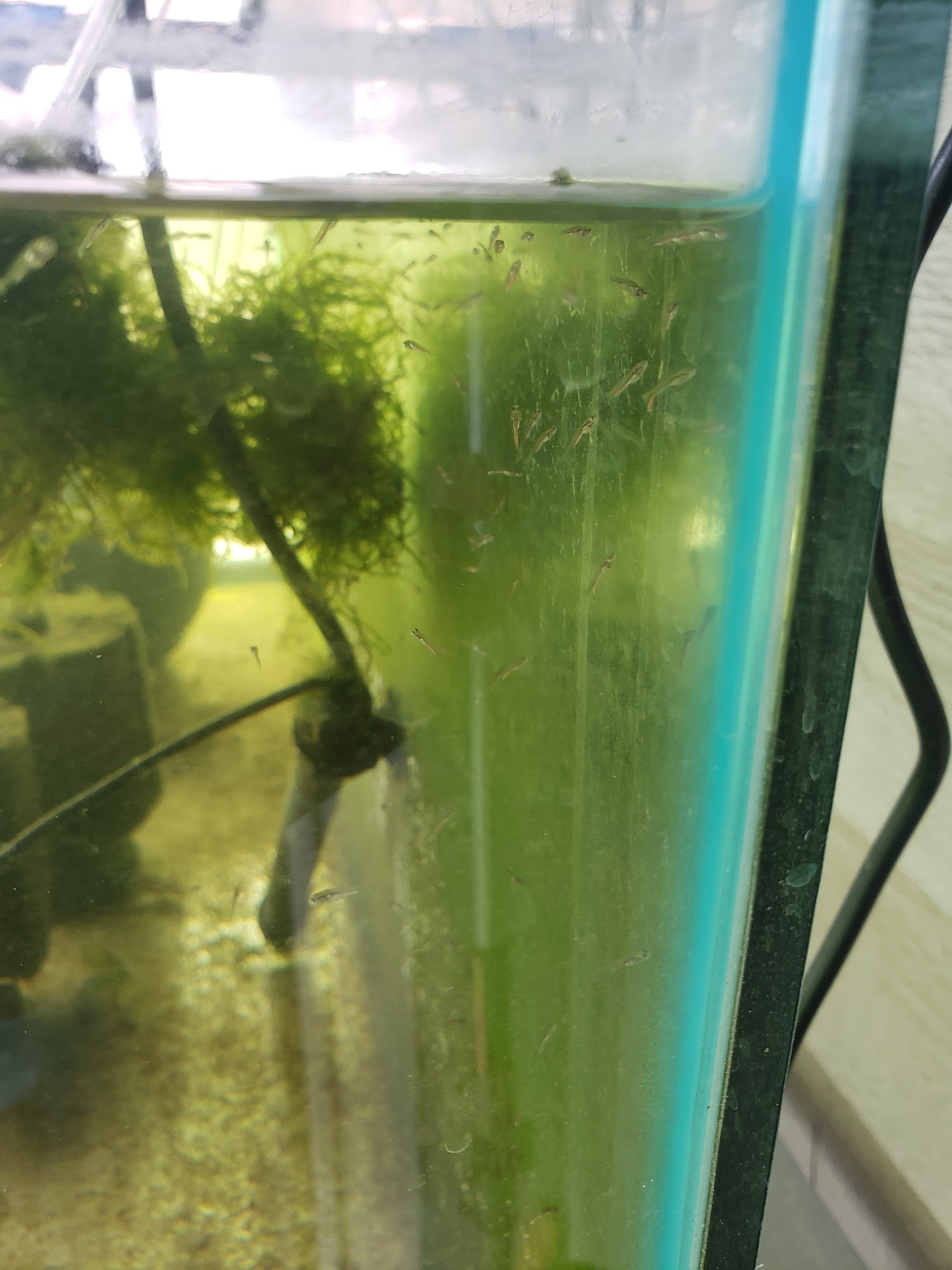 Mile High Koi Englewood