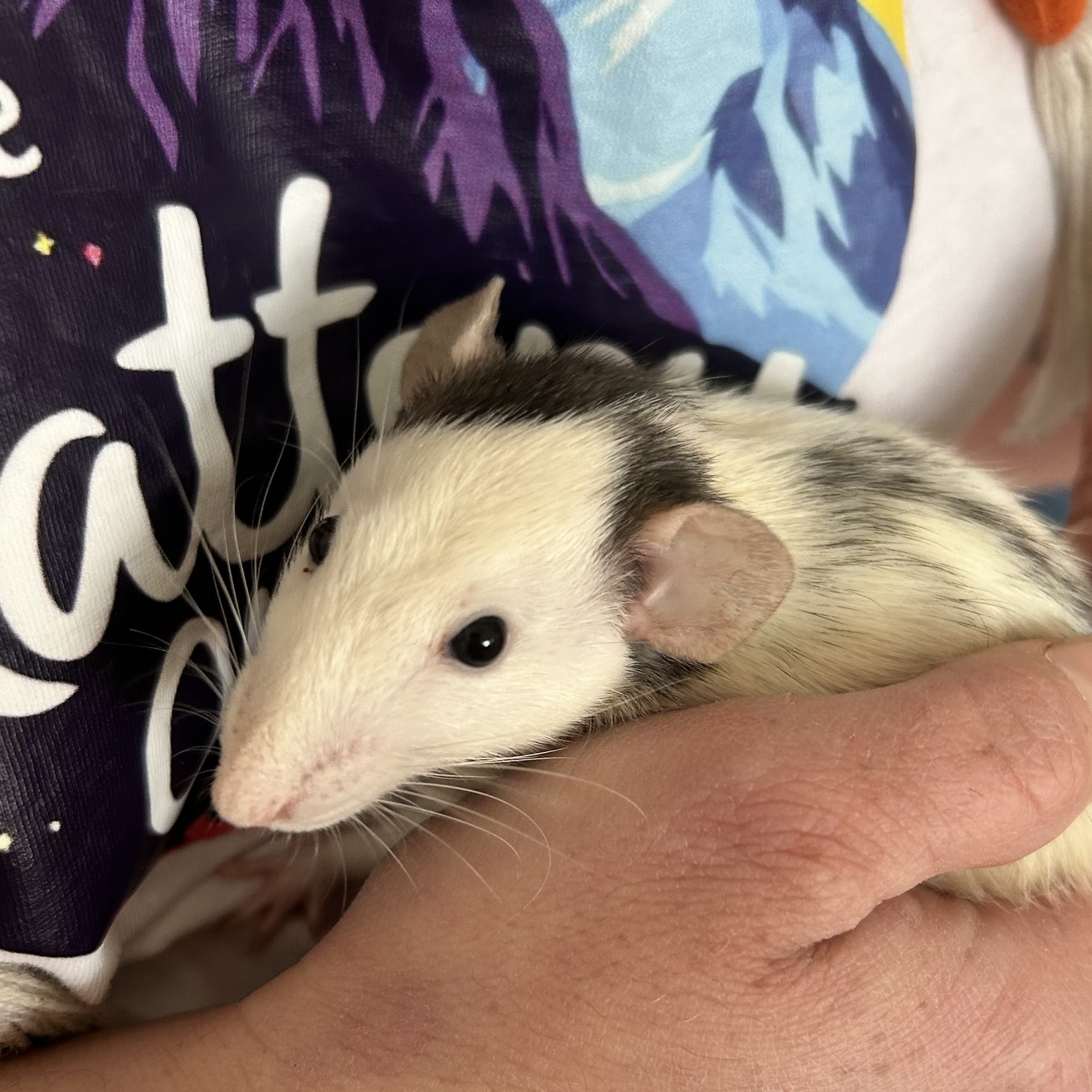 The Rattery Englewood