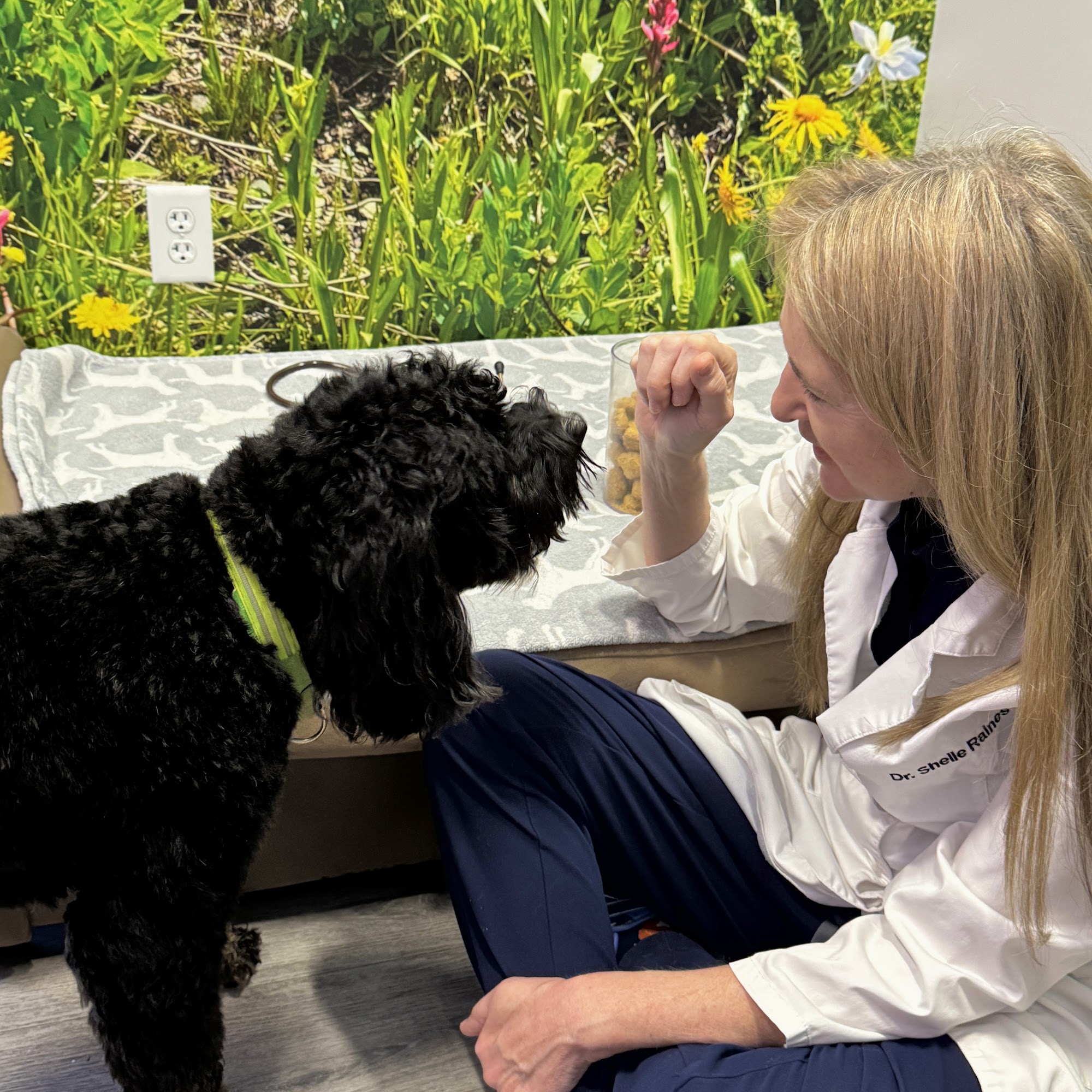 Vista Animal Hospital Erie