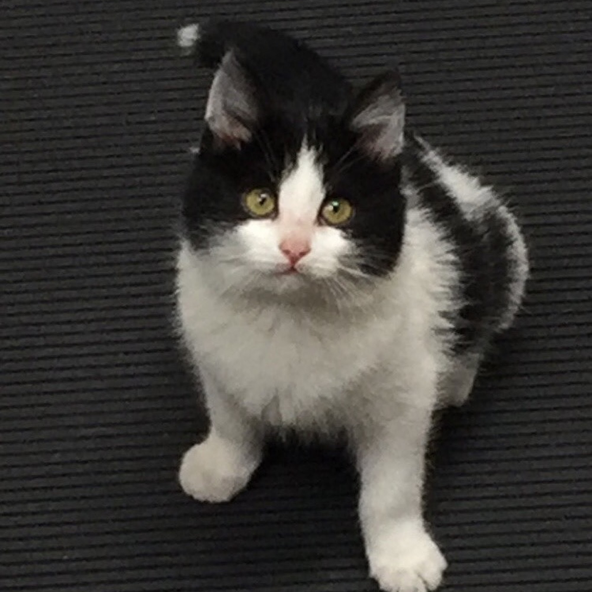 Erie Animal Hospital Erie