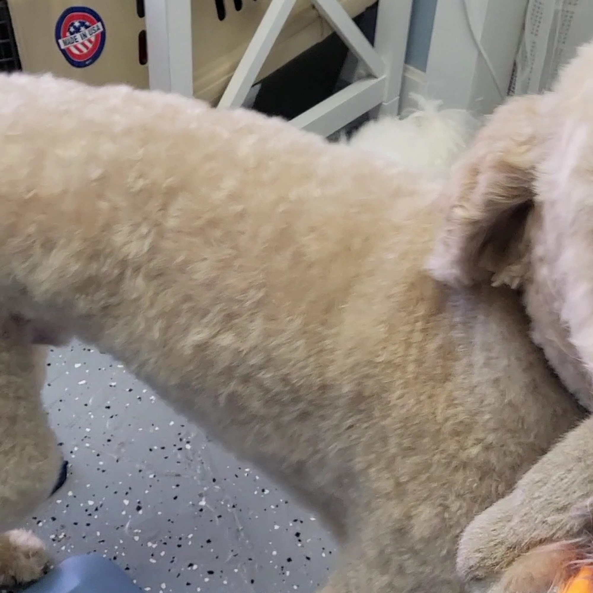 Country Barn Dog Kennel LLC Erie