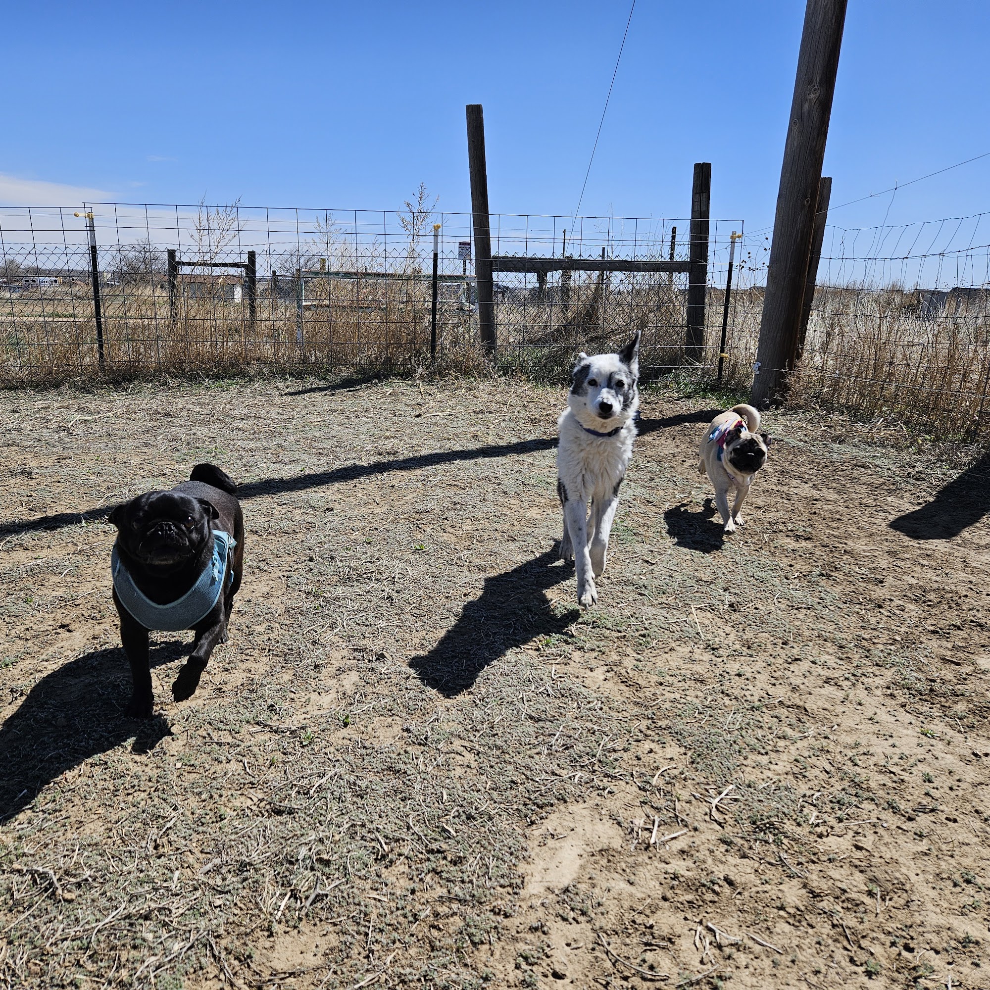 Country Bark Colorado Erie