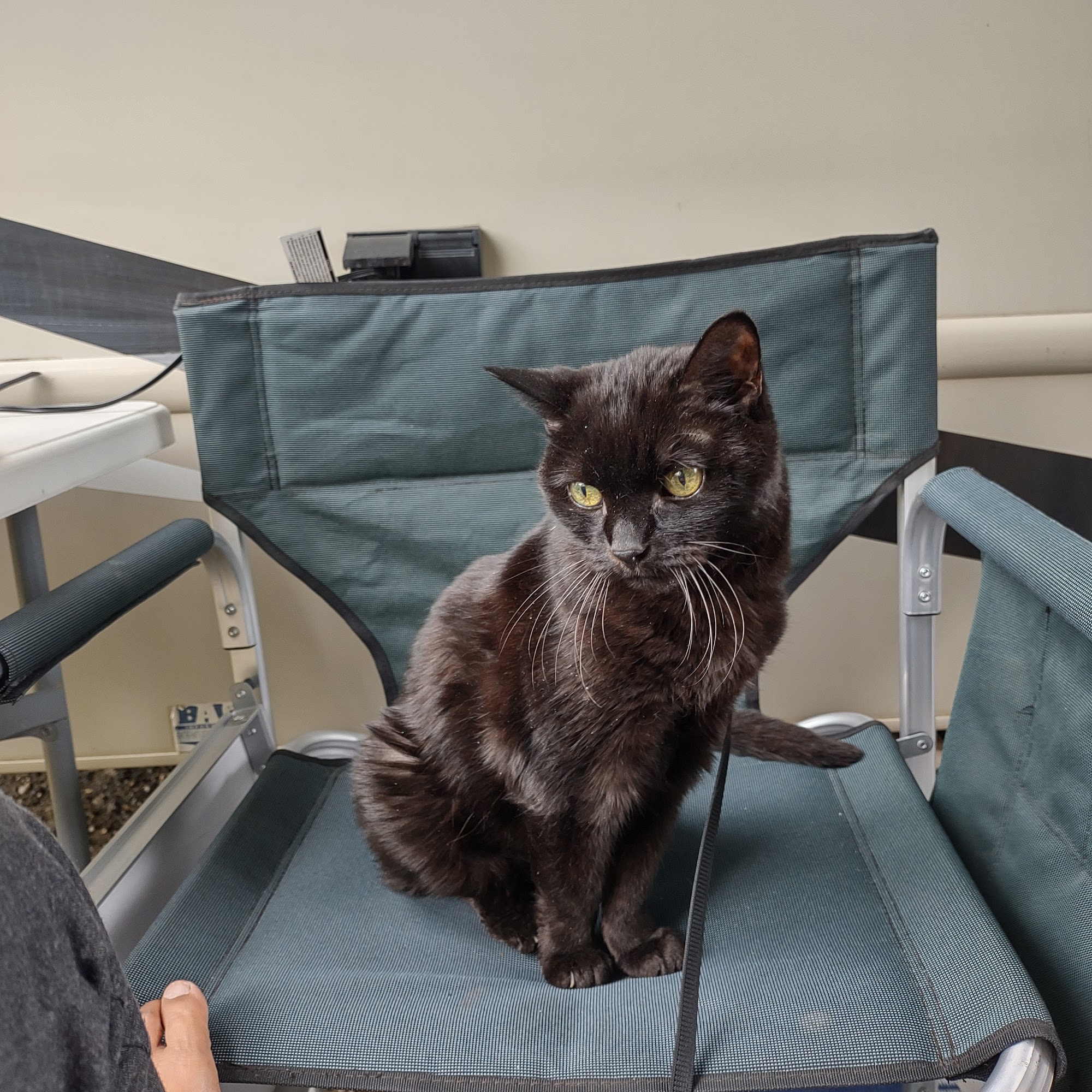 Animal Medical Center-Estes Park Estes Park