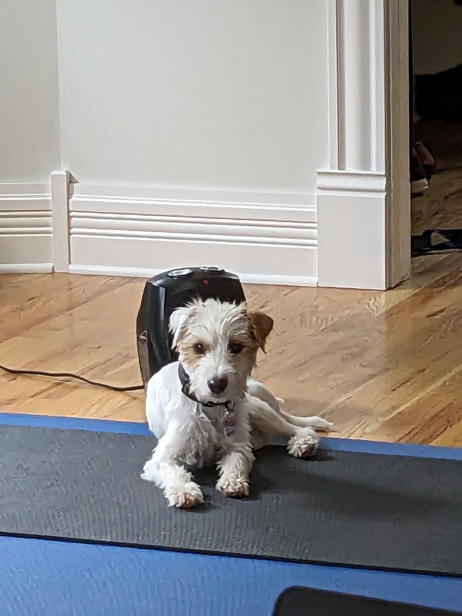 Animal Medical Center-Estes Park Estes Park