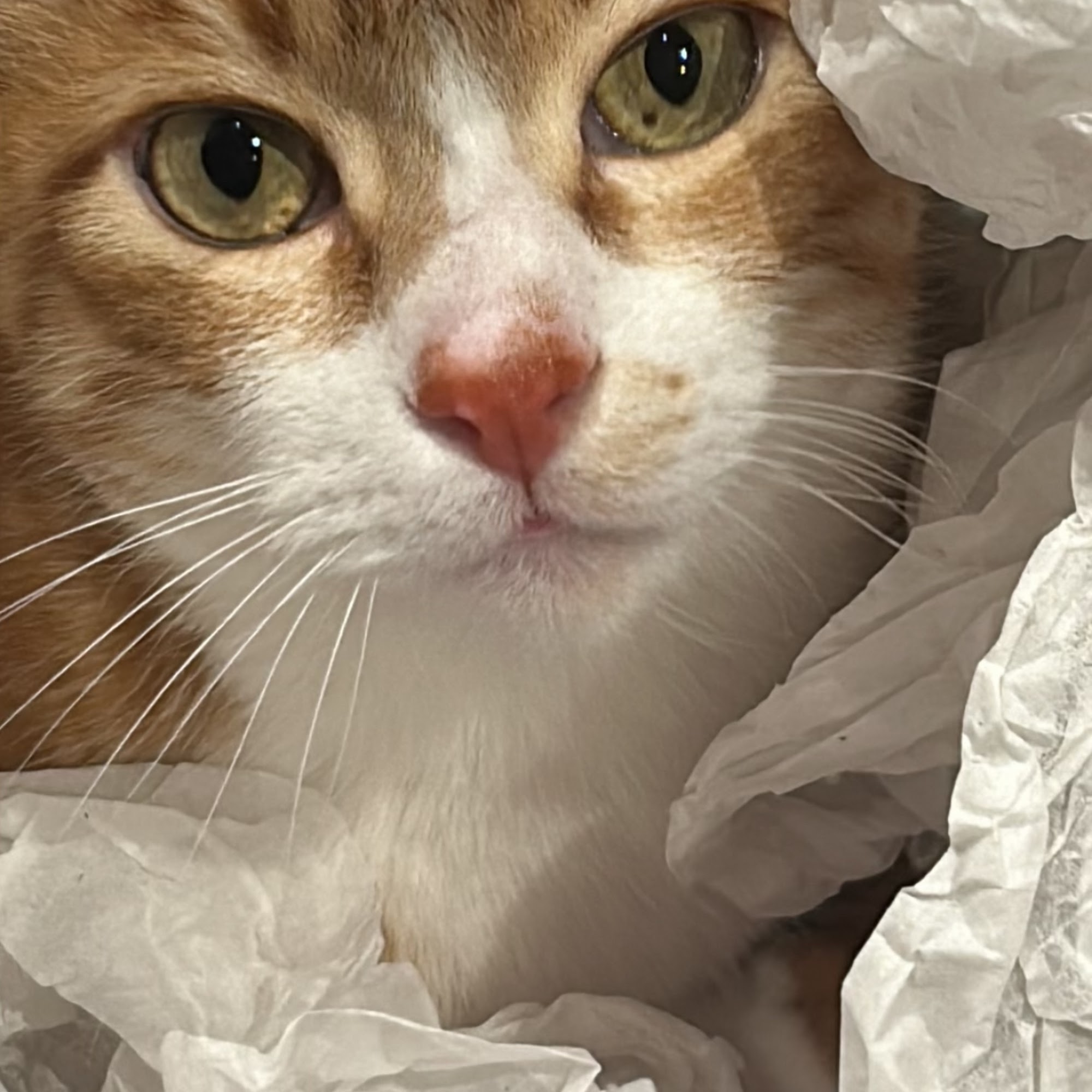 Animal Hospital of the Rockies Estes Park