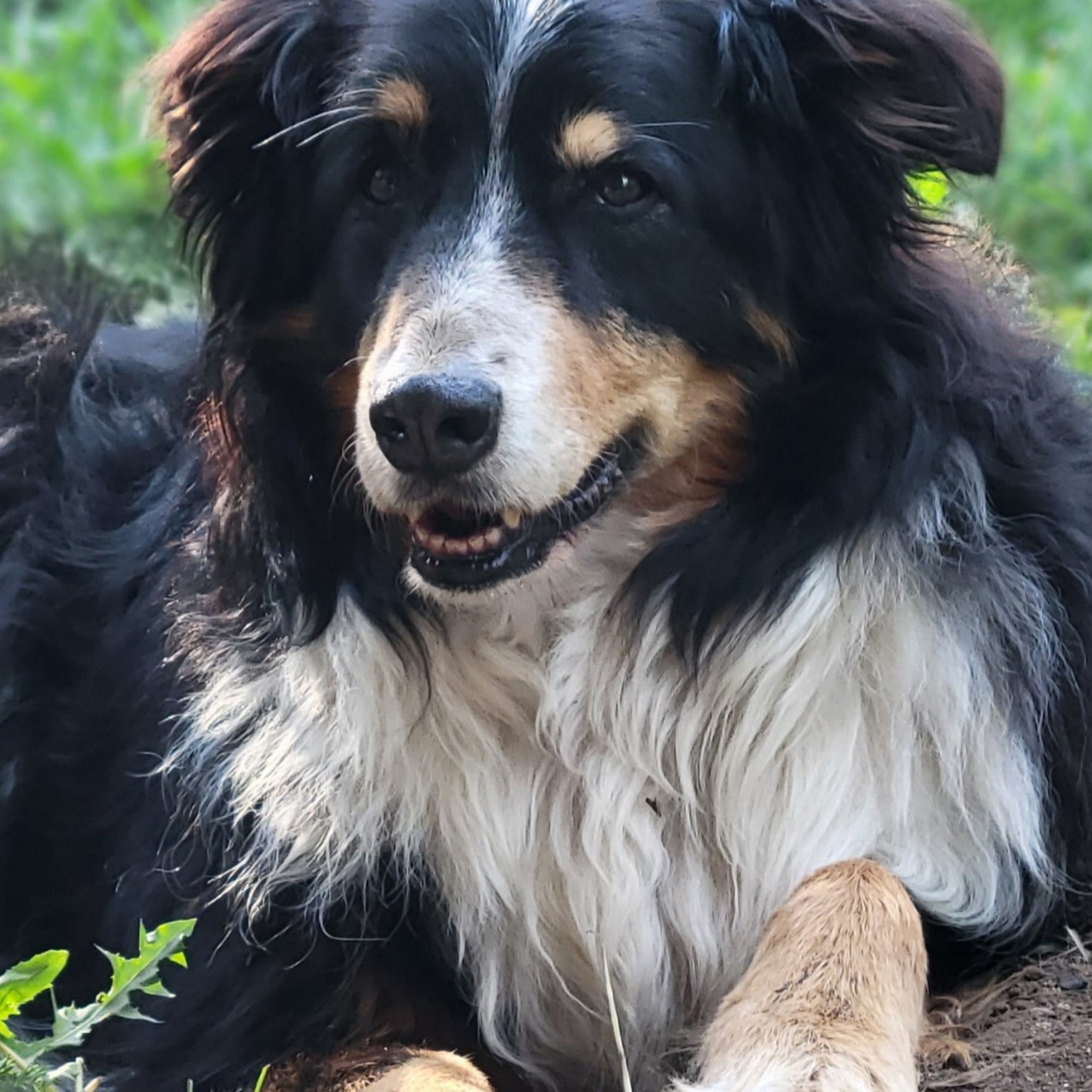 Flicek Theresa DVM Estes Park