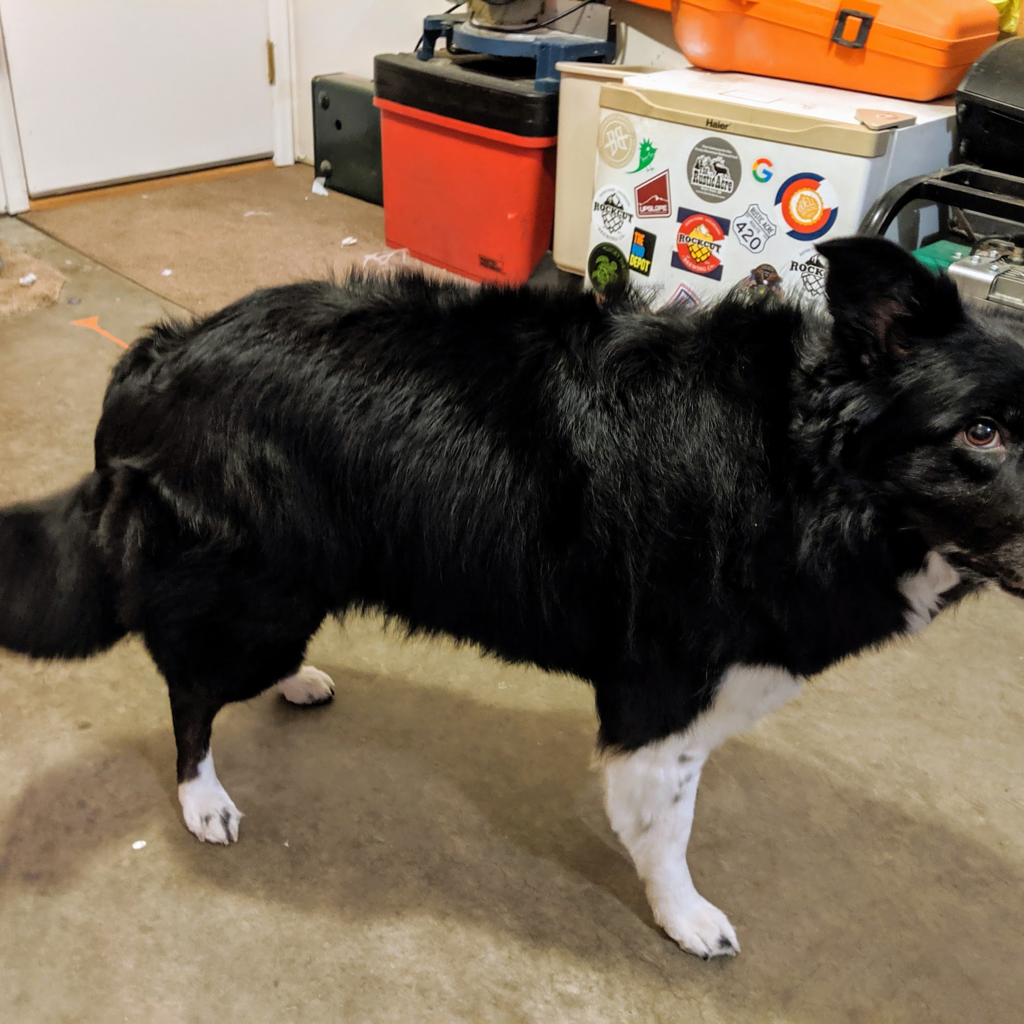 Mutt Hutt Grooming Salon Estes Park