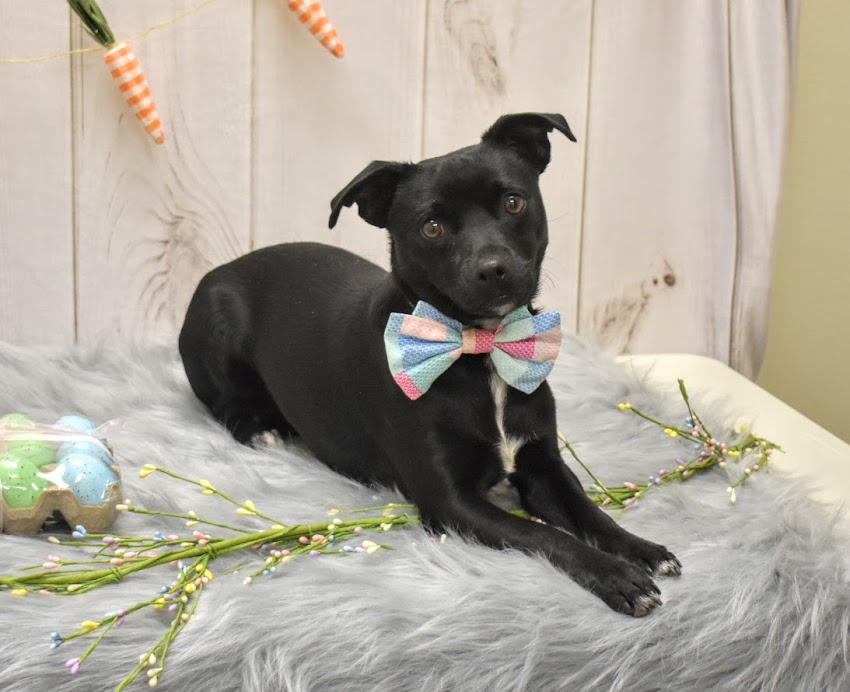 NOCO Humane (formerly Humane Society of Weld County) Evans