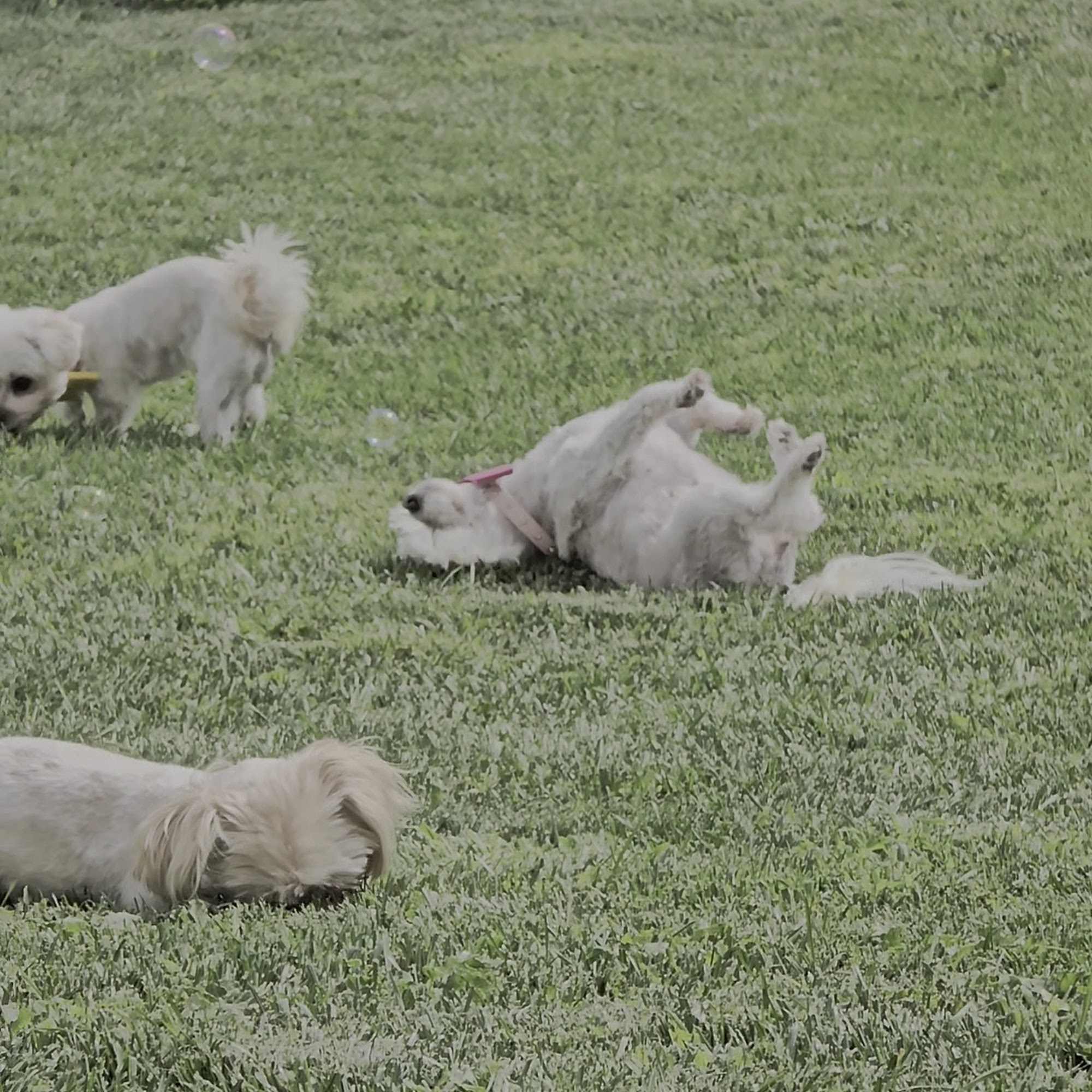 Roxy Dawg's Pet Grooming Evans