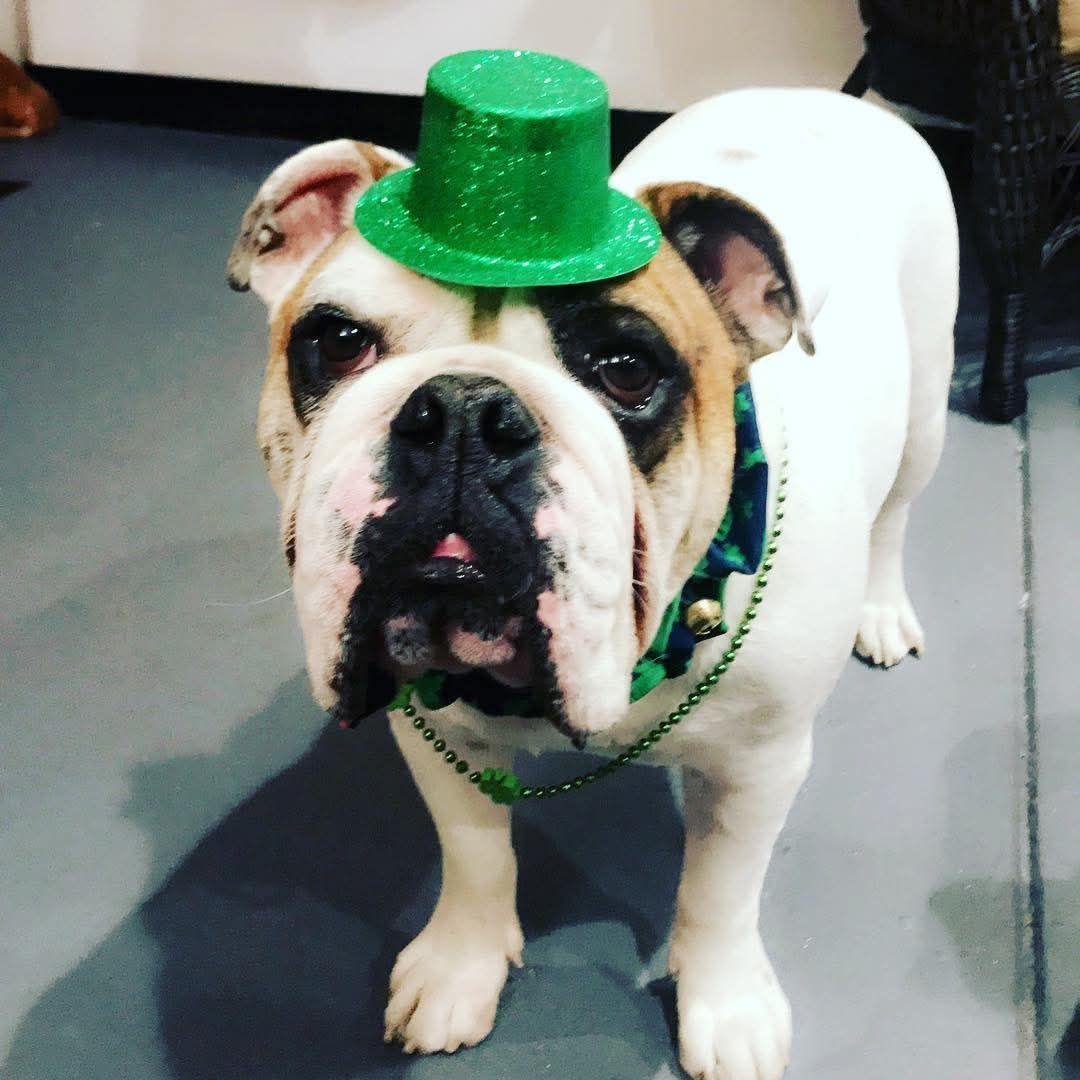 Roxy Dawg's Pet Grooming Evans