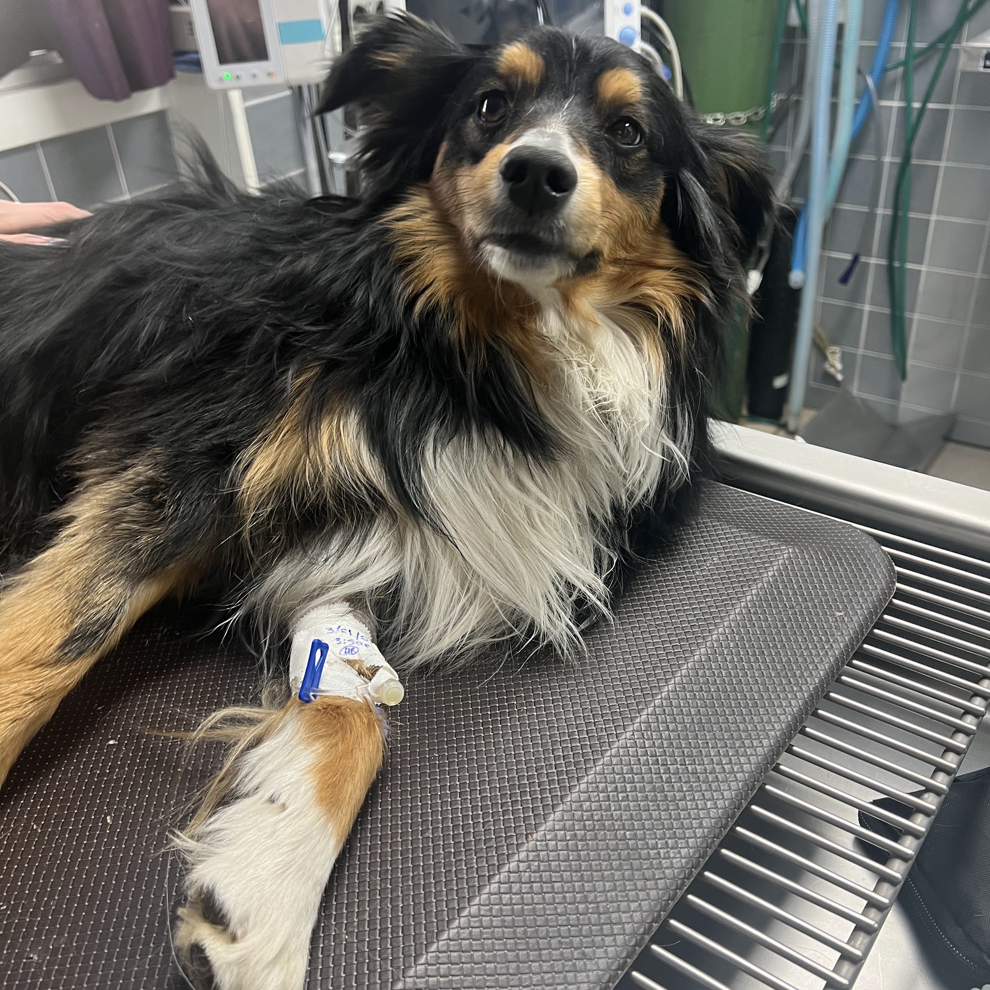 Mountain Parks Veterinary Hospital Evergreen