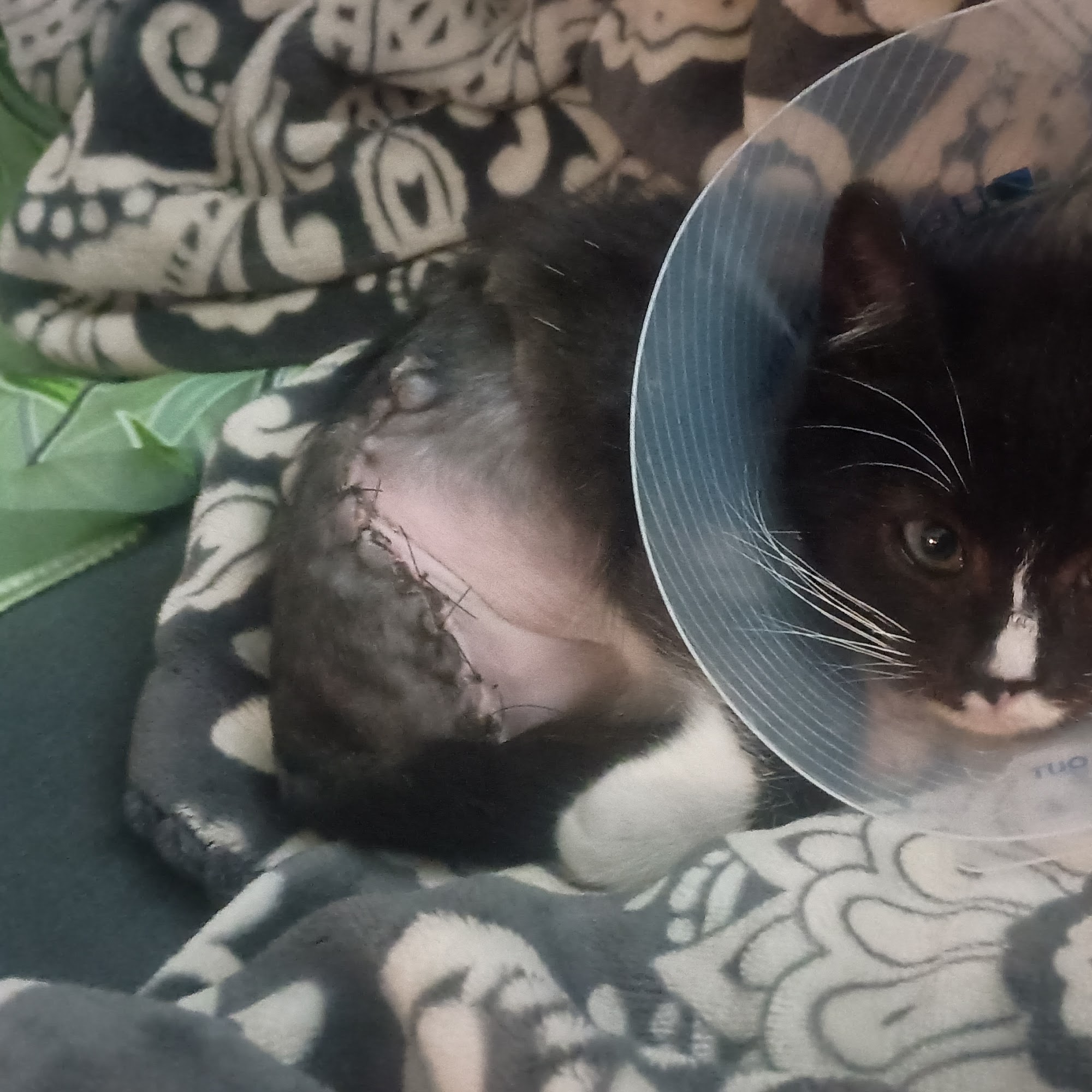 Beaver Brook Pet Center Evergreen