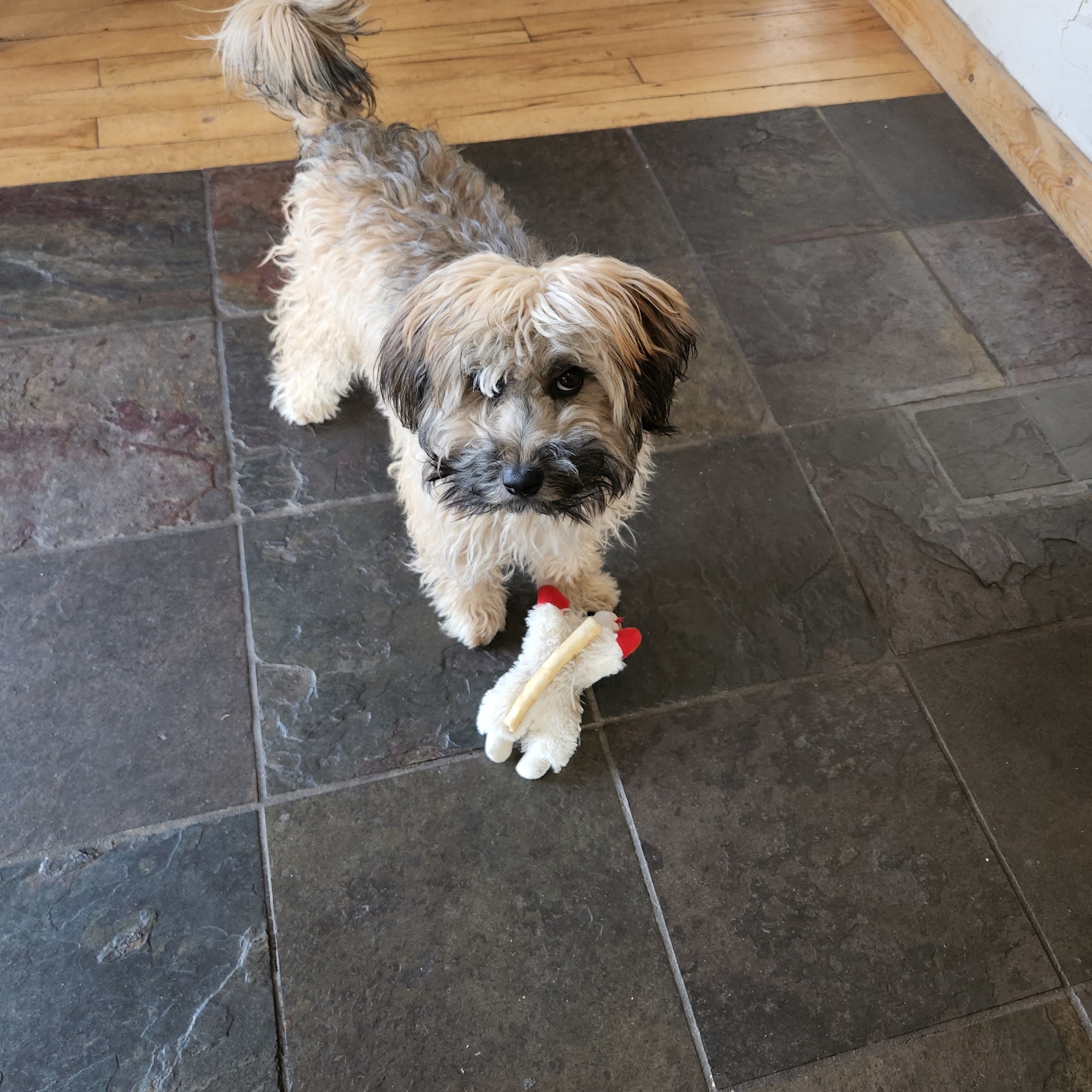 Mountain Vet To Pet Evergreen