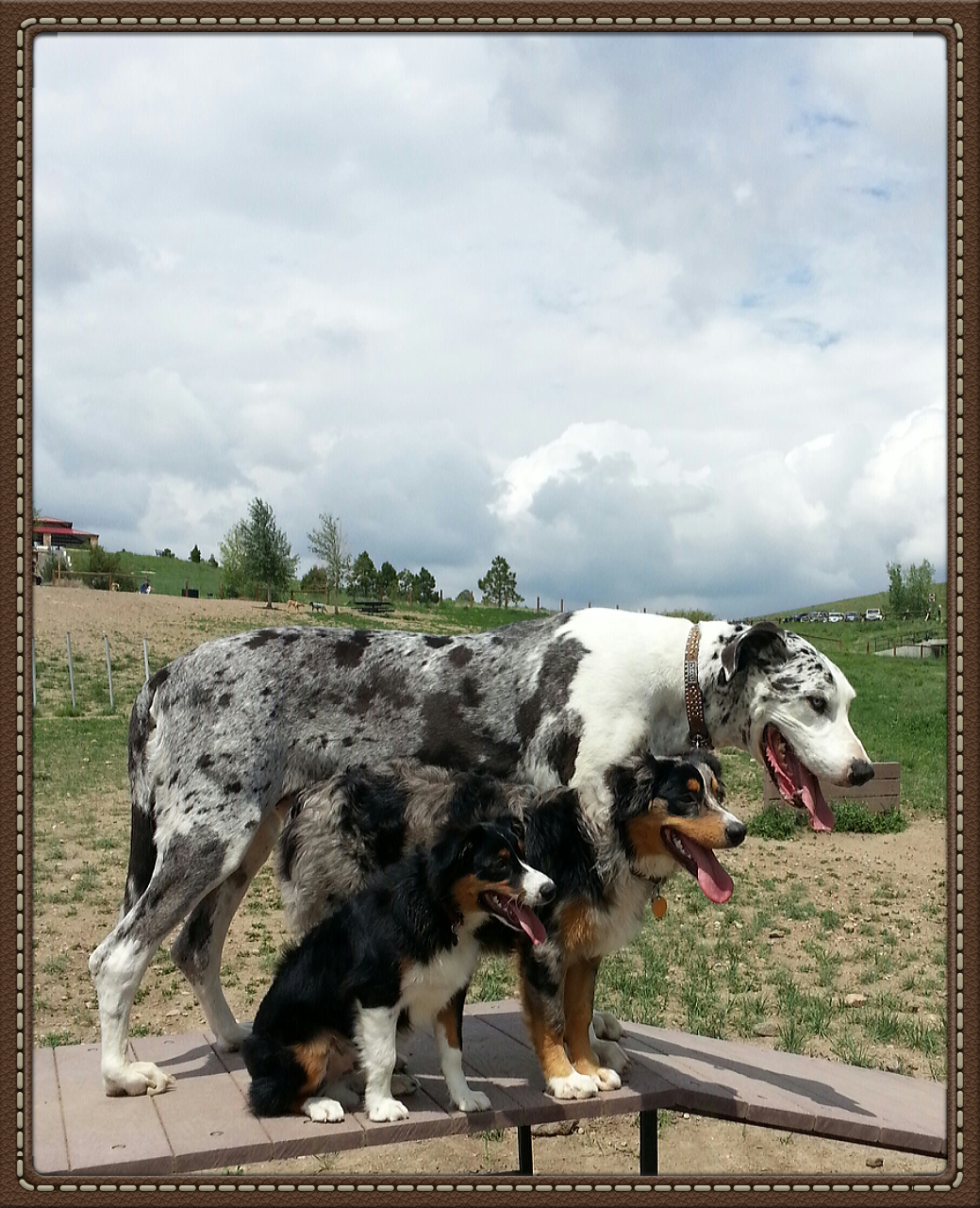 Friends for Life; Holistic Pet Training LLC Evergreen