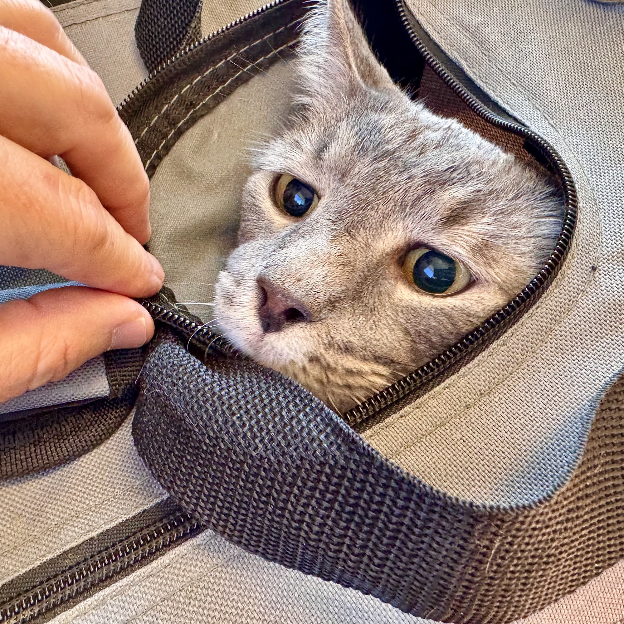 Park County Animal Hospital Fairplay