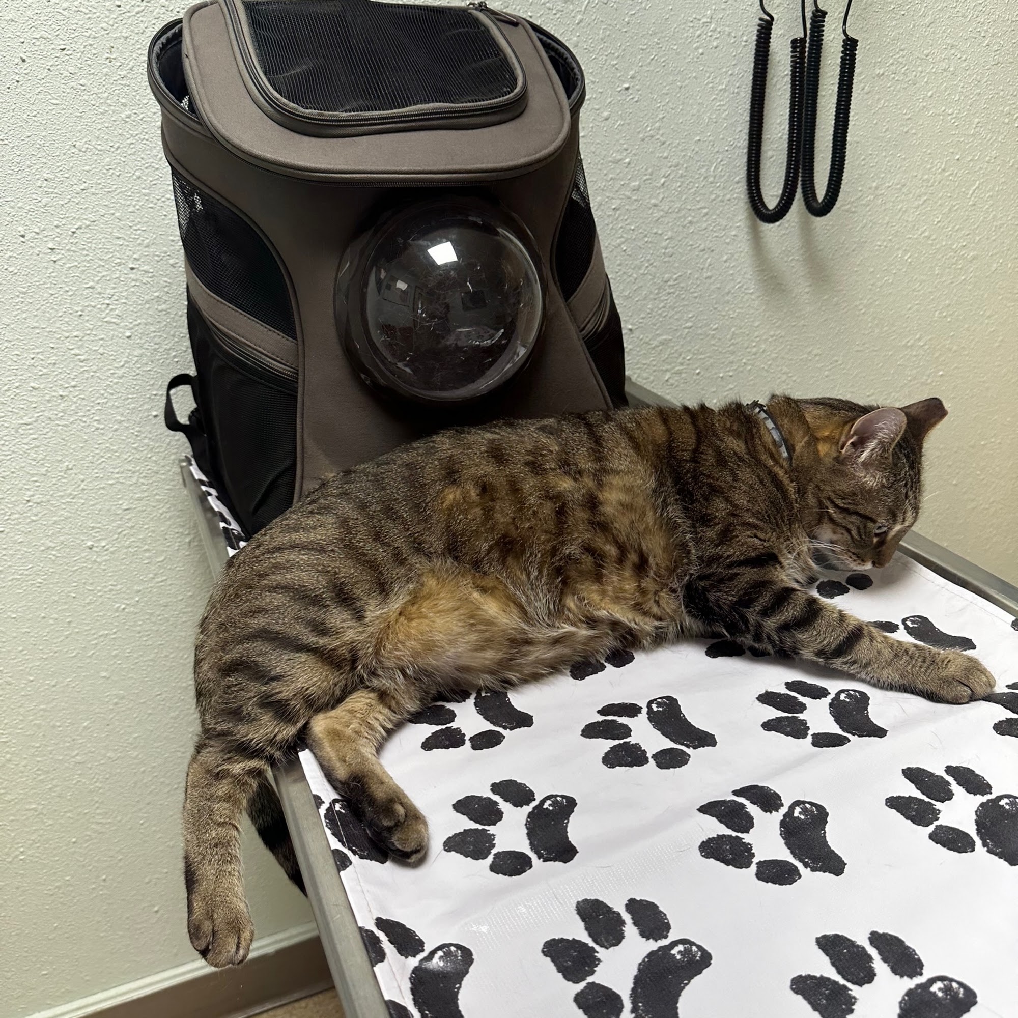 Carbon Valley Veterinary Clinic Firestone