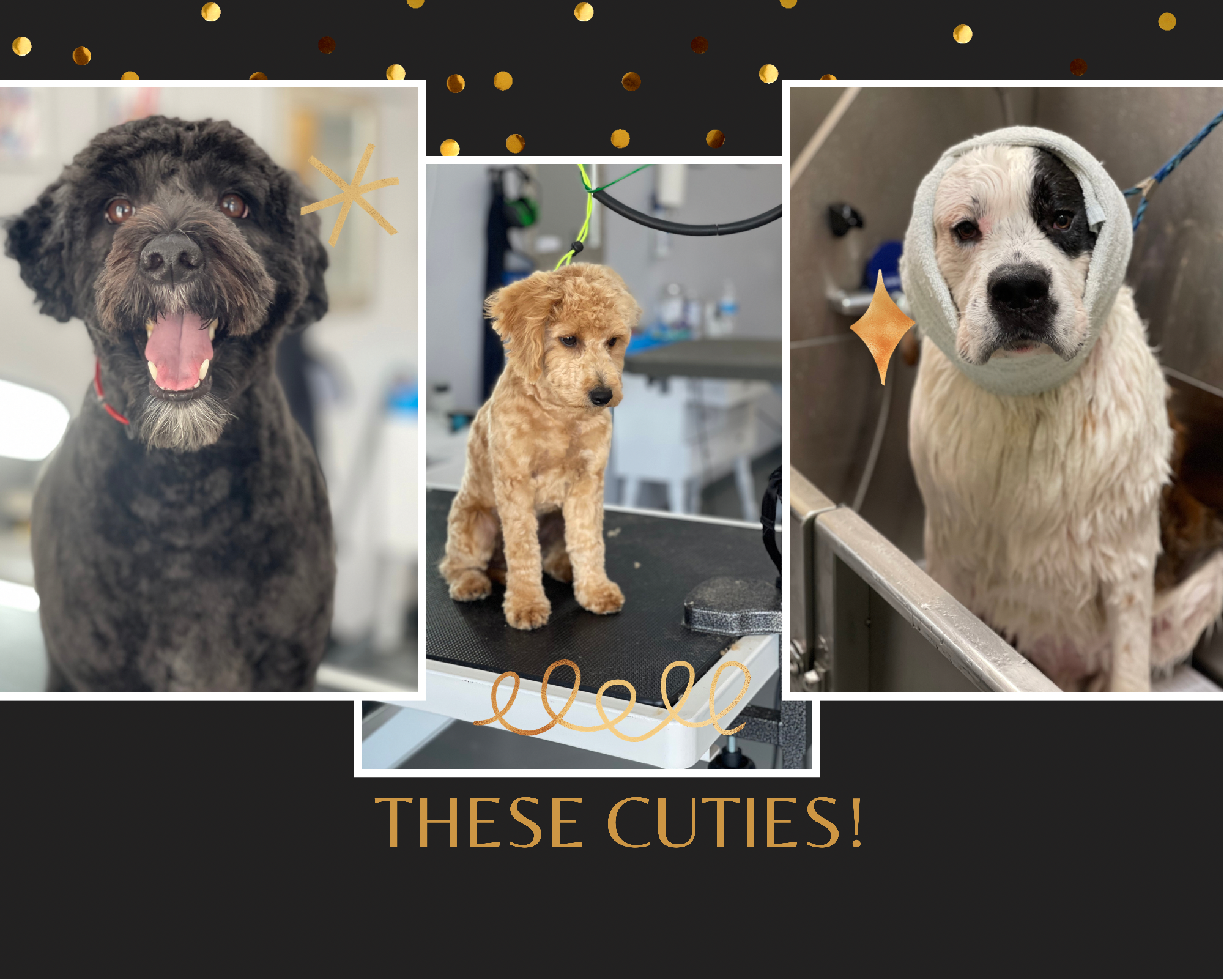 L & M Ventures Pet Spa By Safeway Firestone