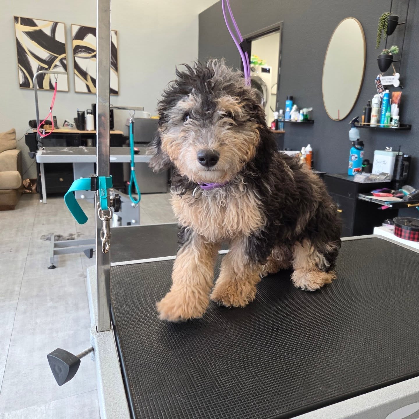 Gold Paw Grooming Firestone