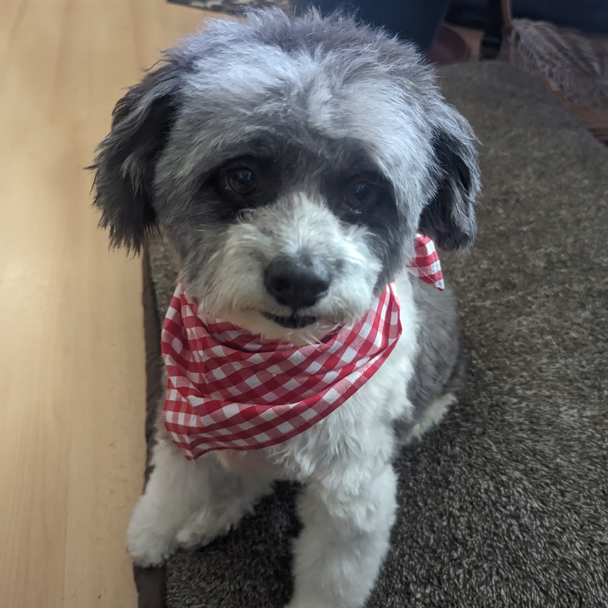 Gold Paw Grooming Firestone