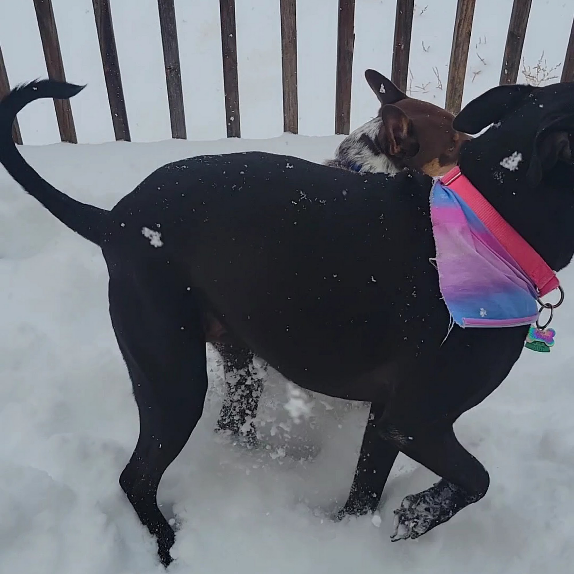 LULU'S Curls & Twirls Pet Salon Florence