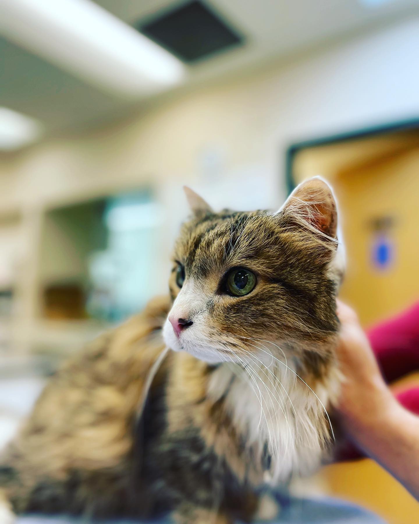 Coyote Ridge Veterinary Clinic Fort Collins