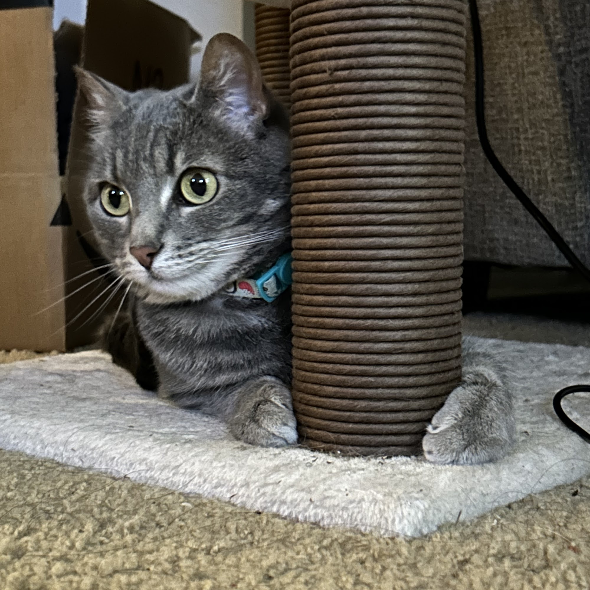 Moore Animal Hospital Fort Collins