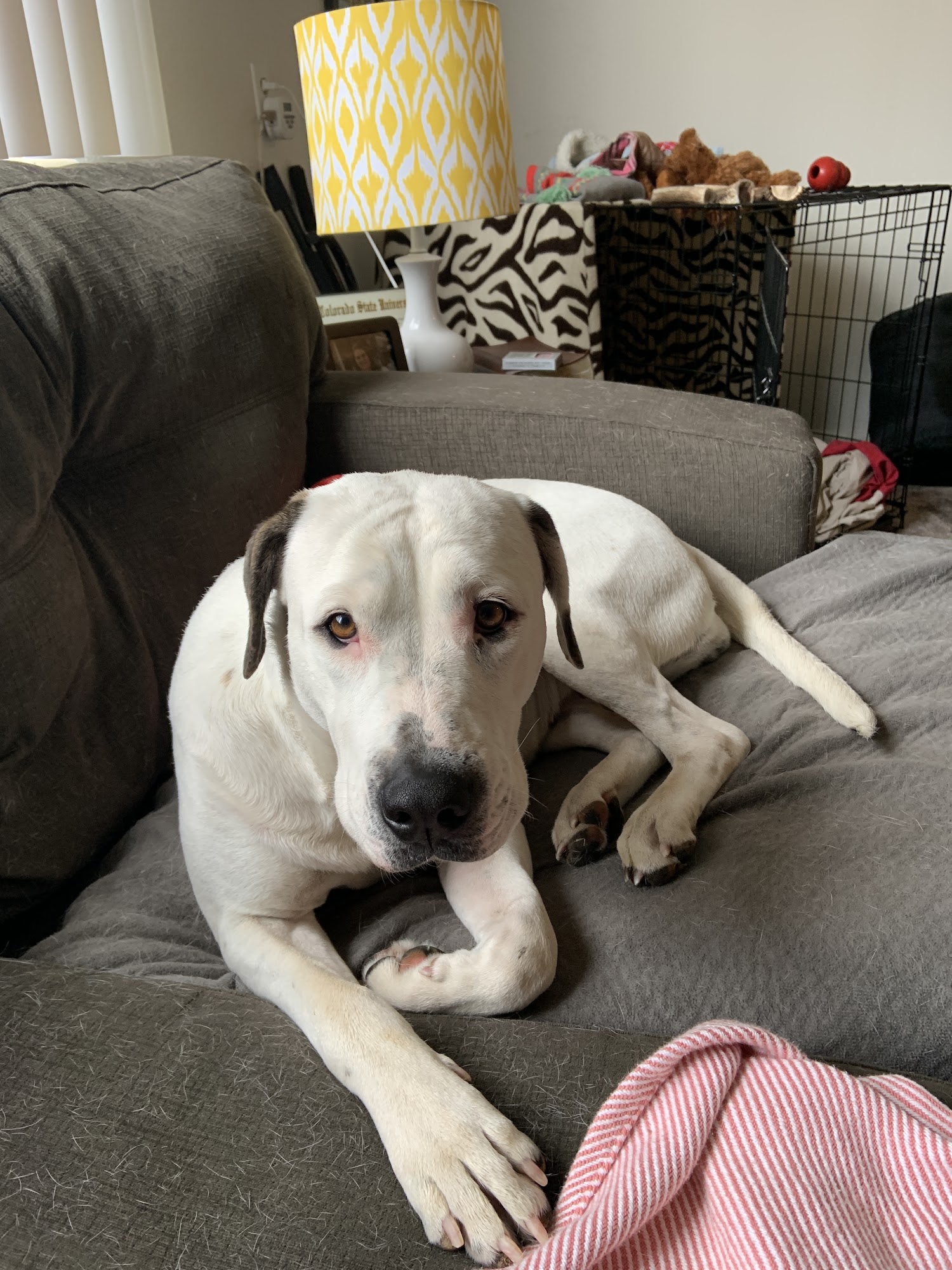 Mulnix Animal Clinic Fort Collins