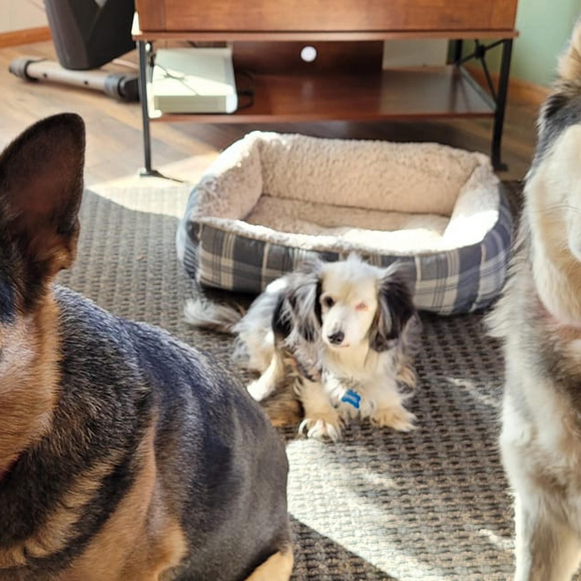 Mulnix Animal Clinic Fort Collins