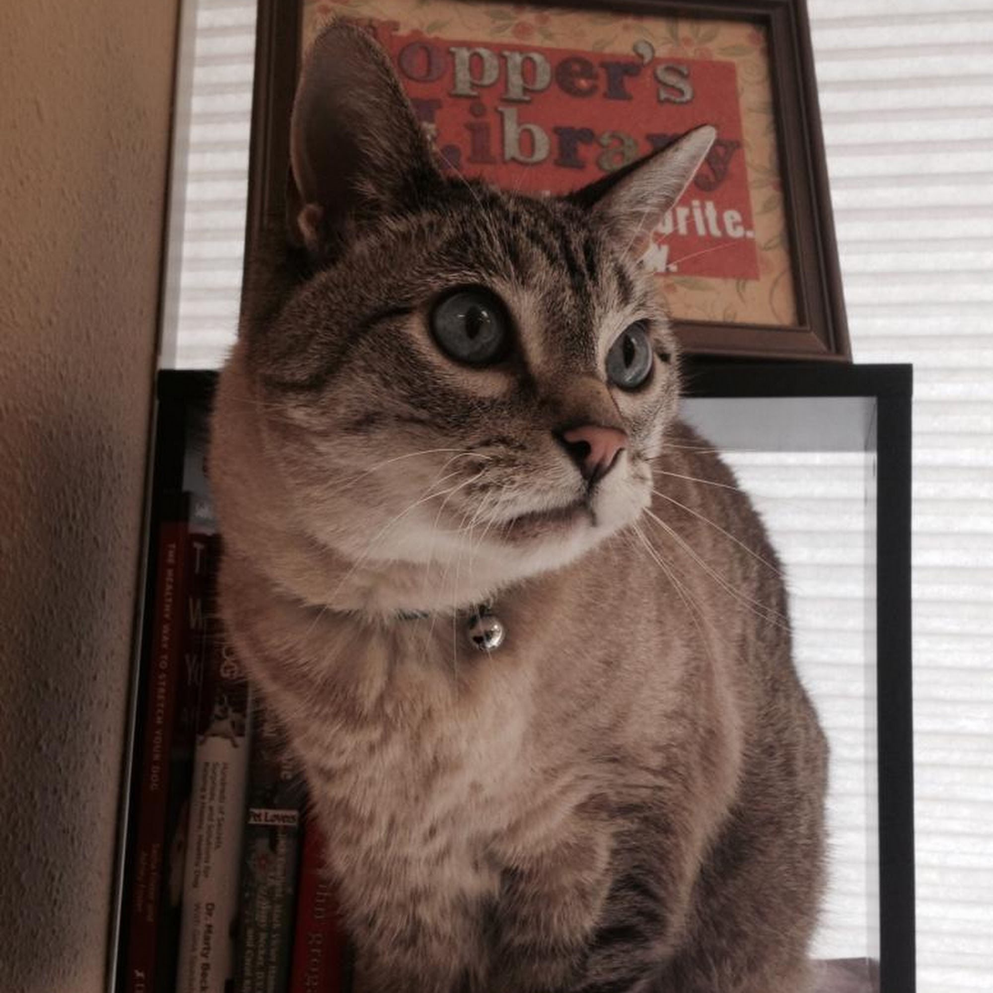 Paws of the Rockies Animal Hospital Fort Collins