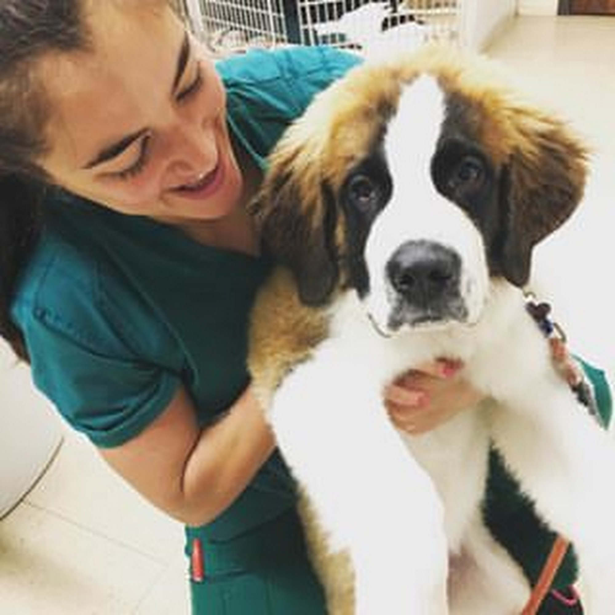 Raintree Animal Hospital Fort Collins