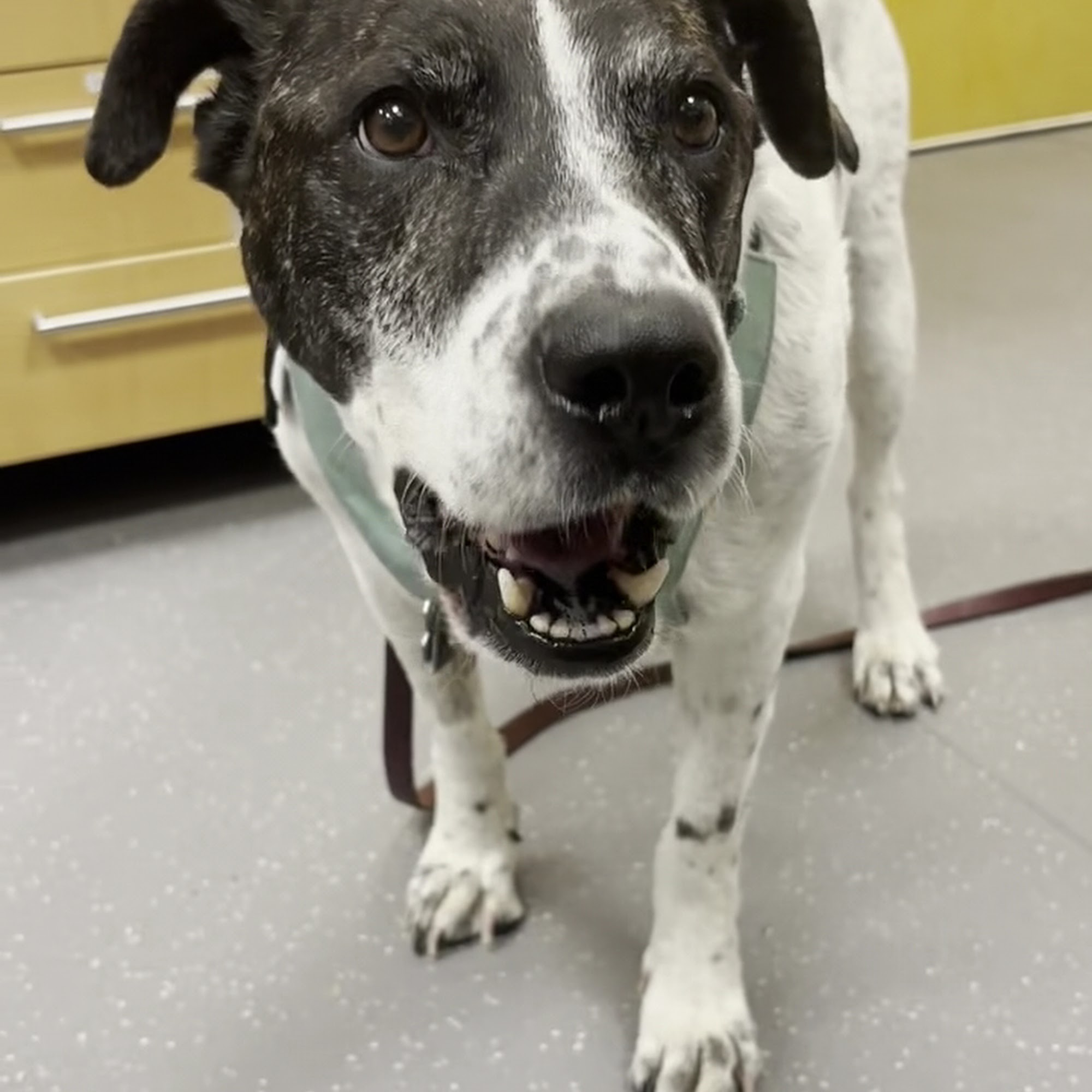 CSU Flint Animal Cancer Center Fort Collins