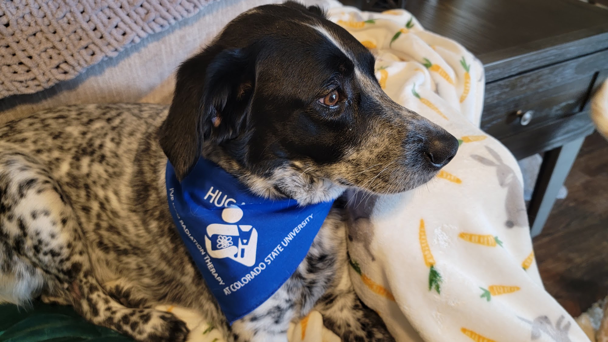 CSU Flint Animal Cancer Center Fort Collins