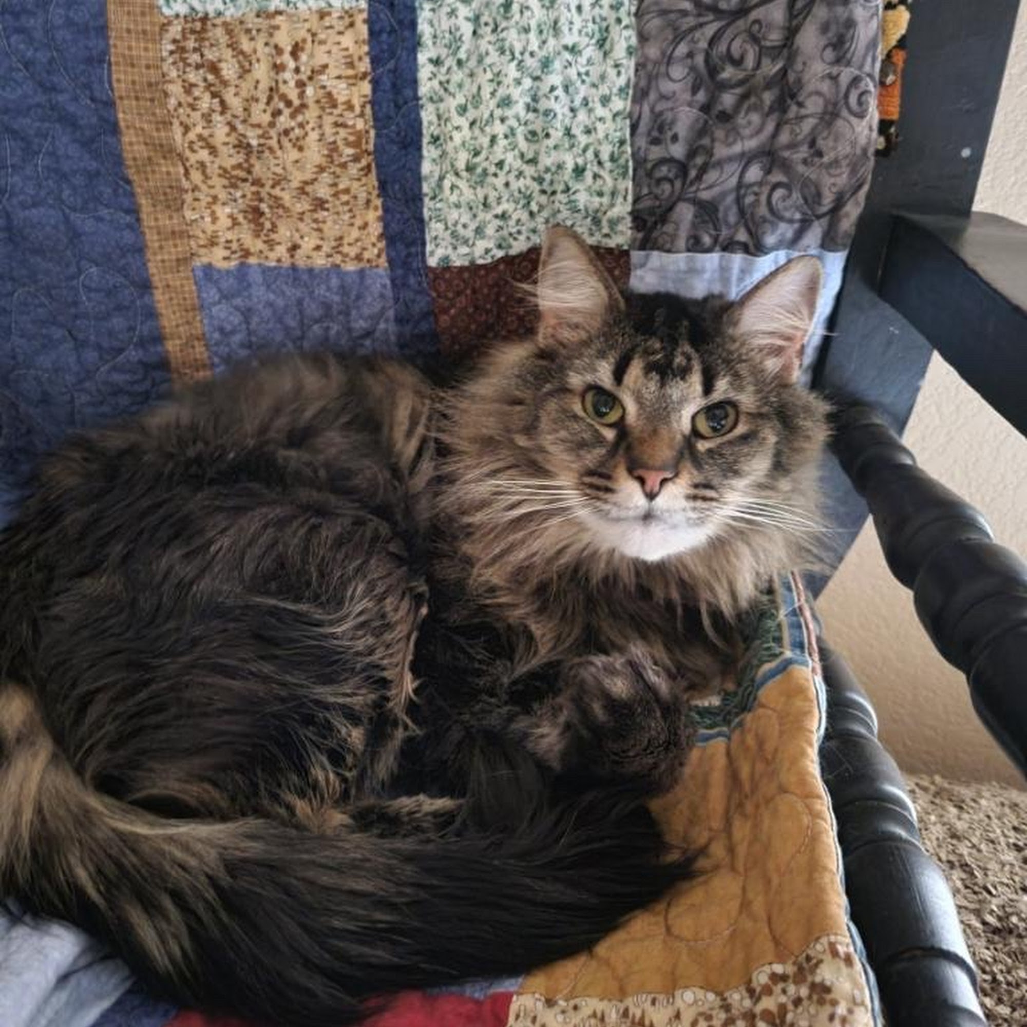 Timberline Animal Hospital Fort Collins