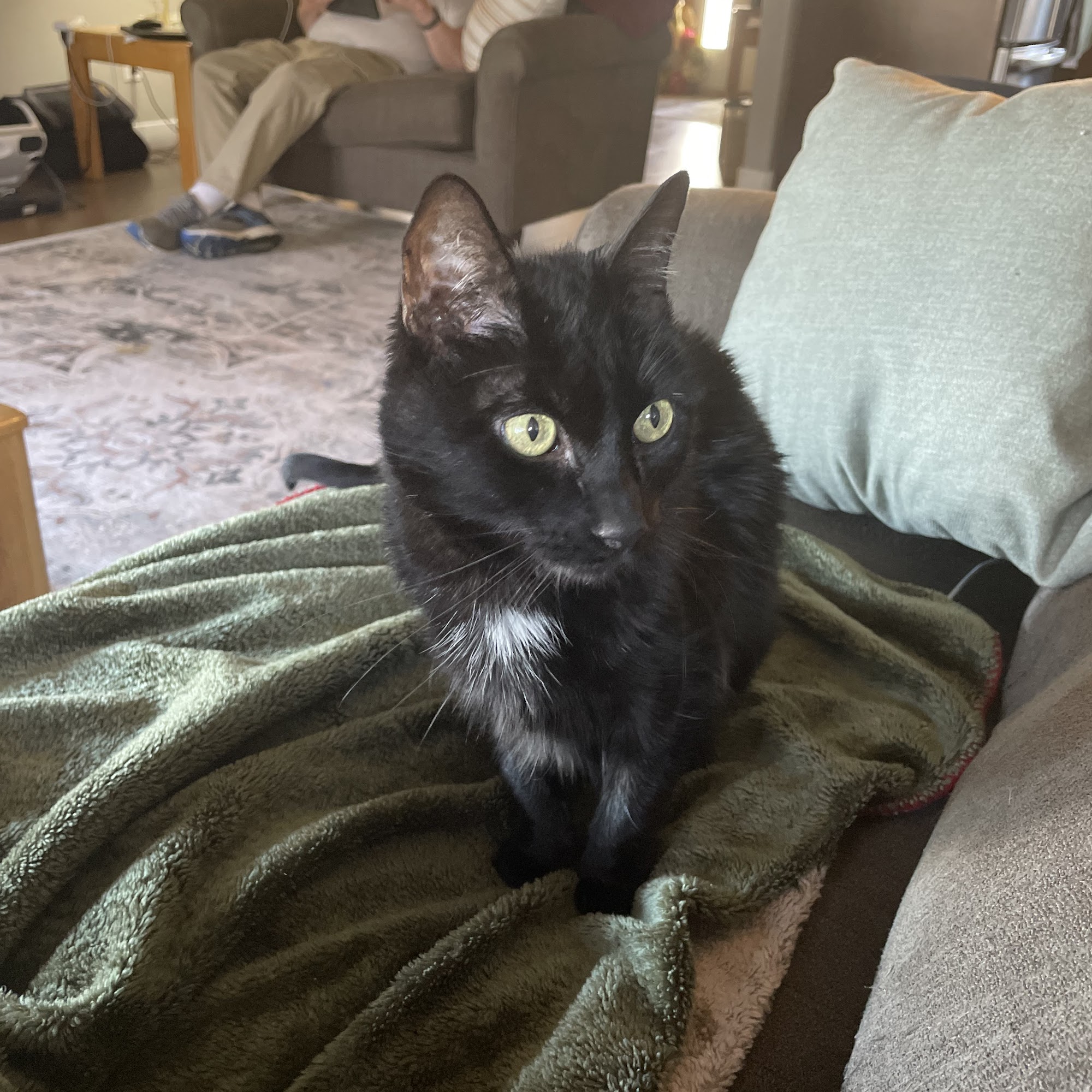 Friendship Hospital for Animals Fort Collins